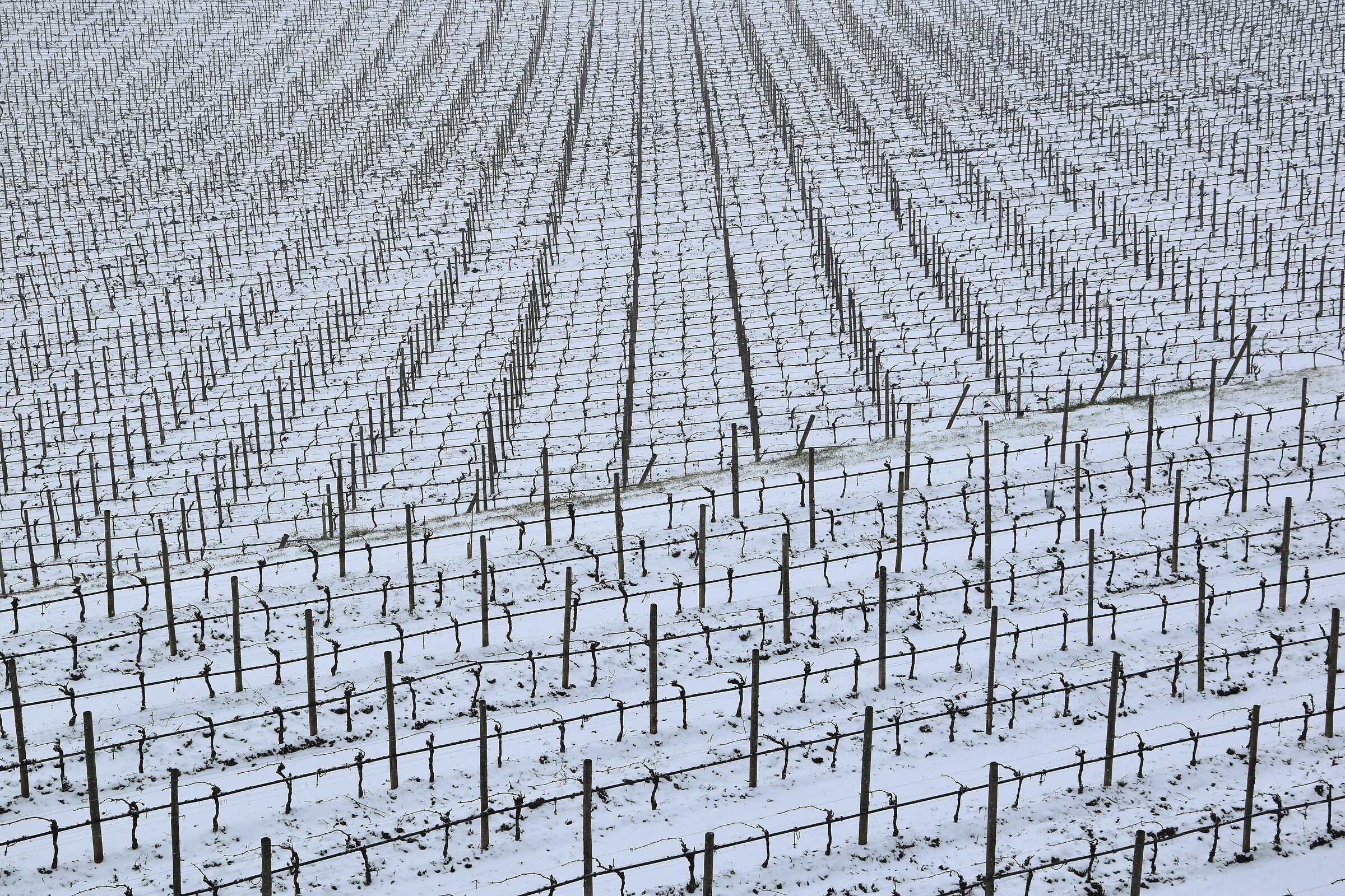 Labirinto di vigne.. tra la neve