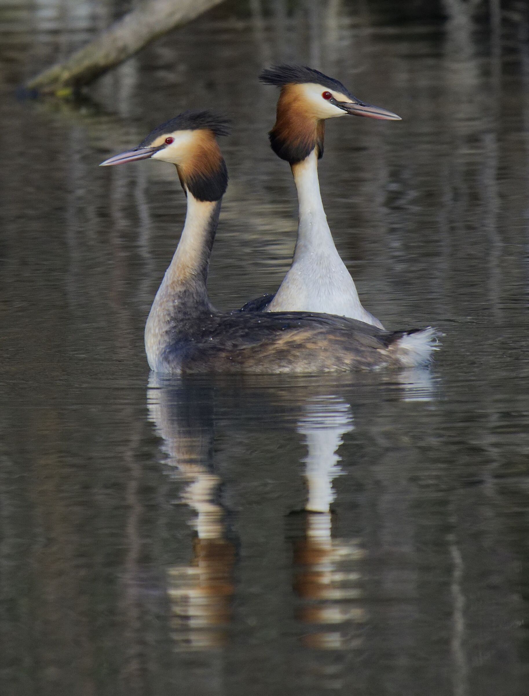 Lo Svasso con due teste