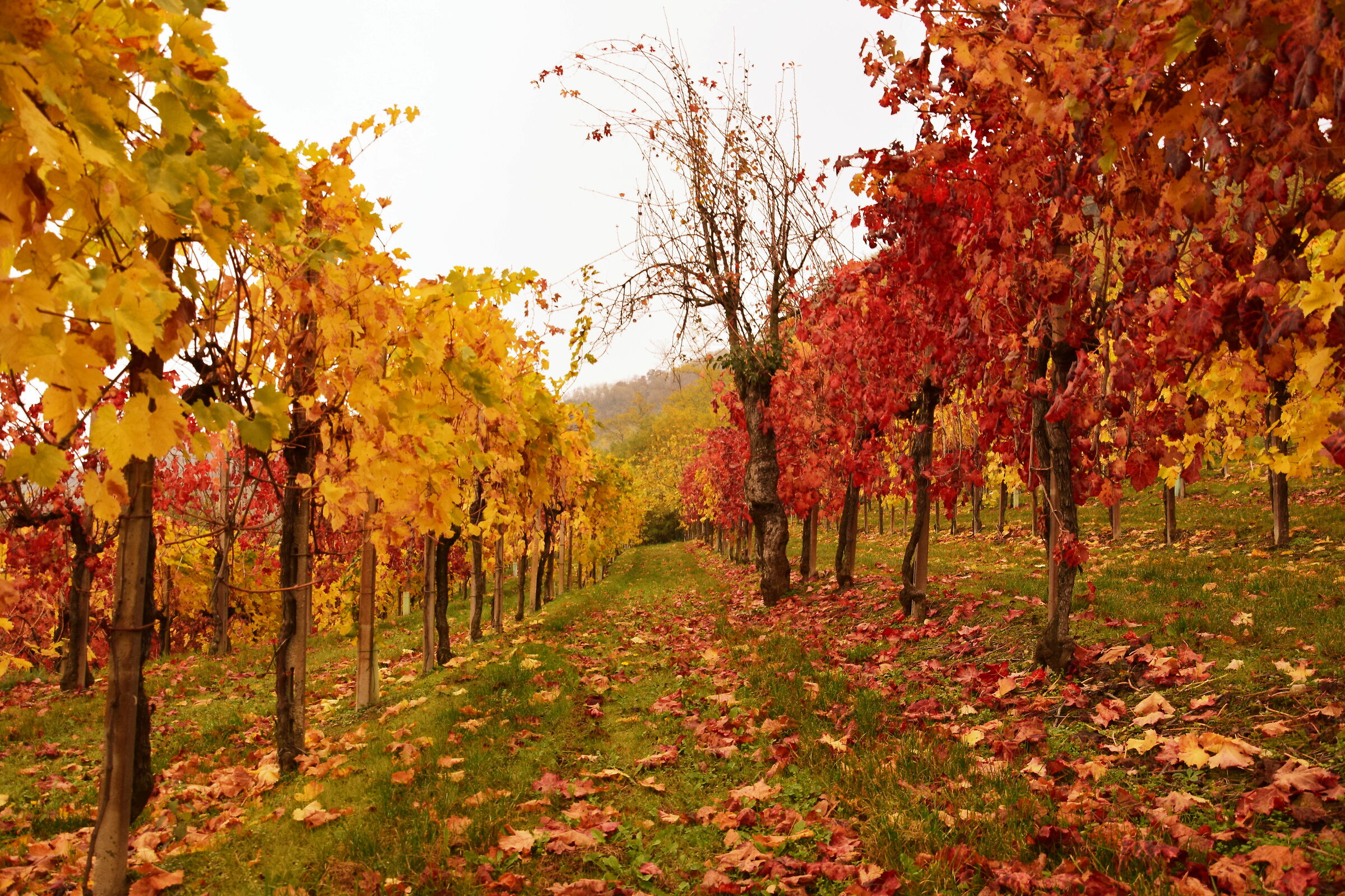 Autunno nei colli euganei