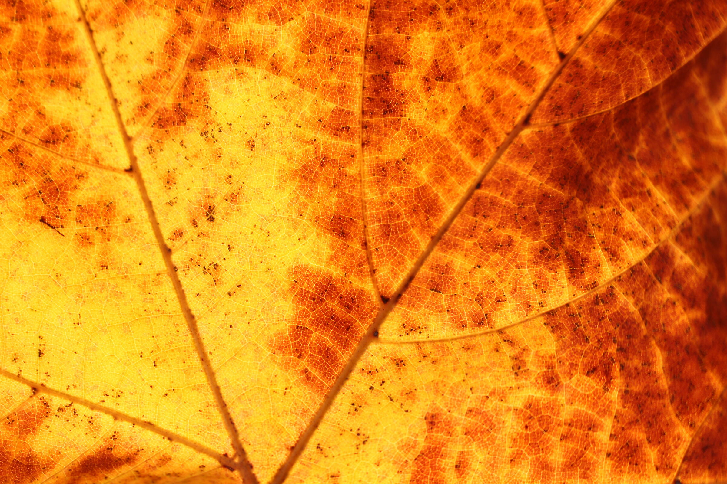 Le vene dell'autunno