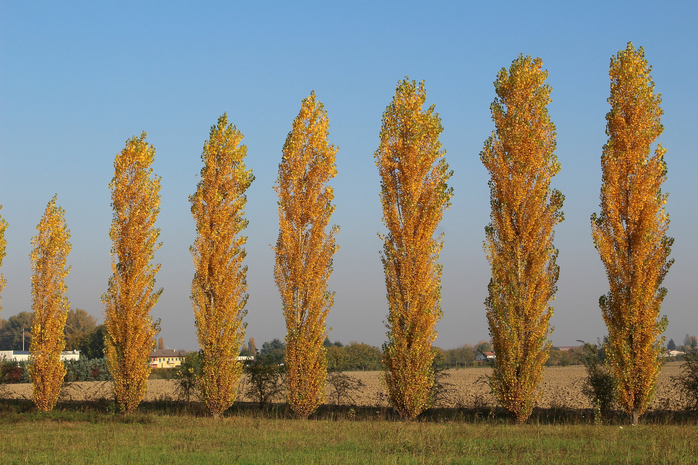 Yellow trees