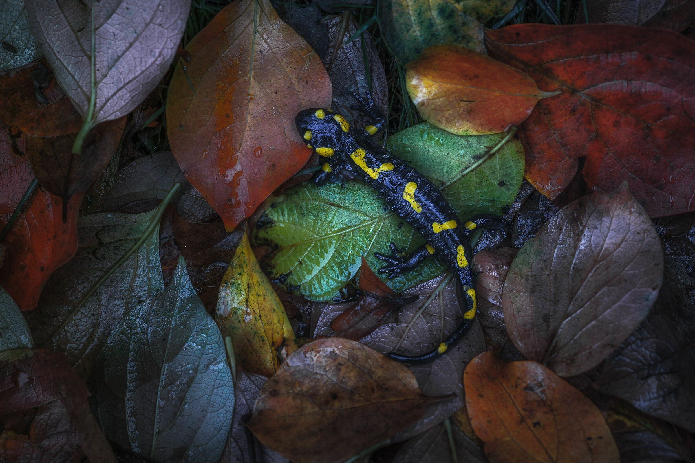 Salamandra