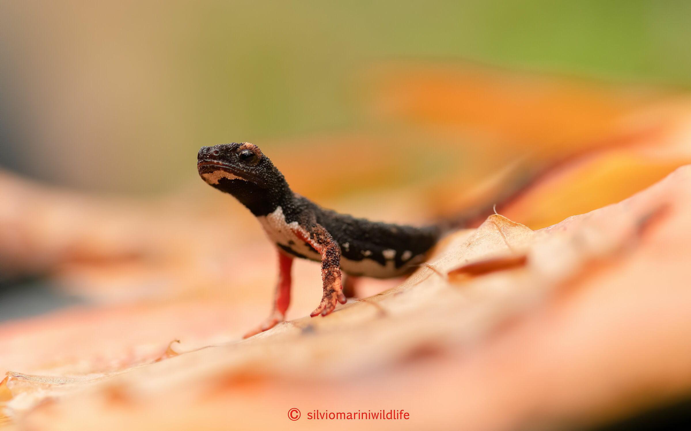 Salamadrina di Savi, Salamandrina dagli occhiali (Salam