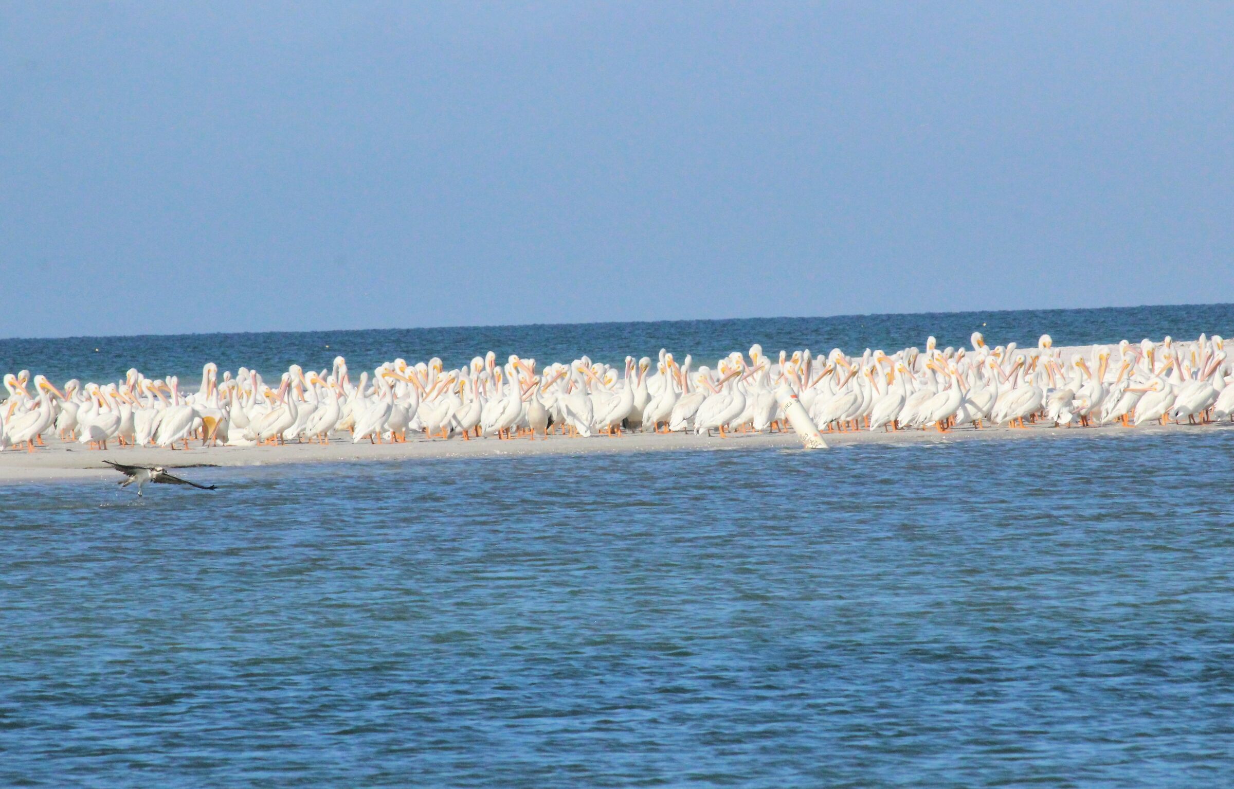 La secca dei Pellicani -Fort de Soto State Park- FL
