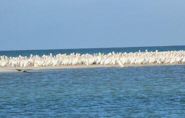 Pelecanus erythrorhynchos