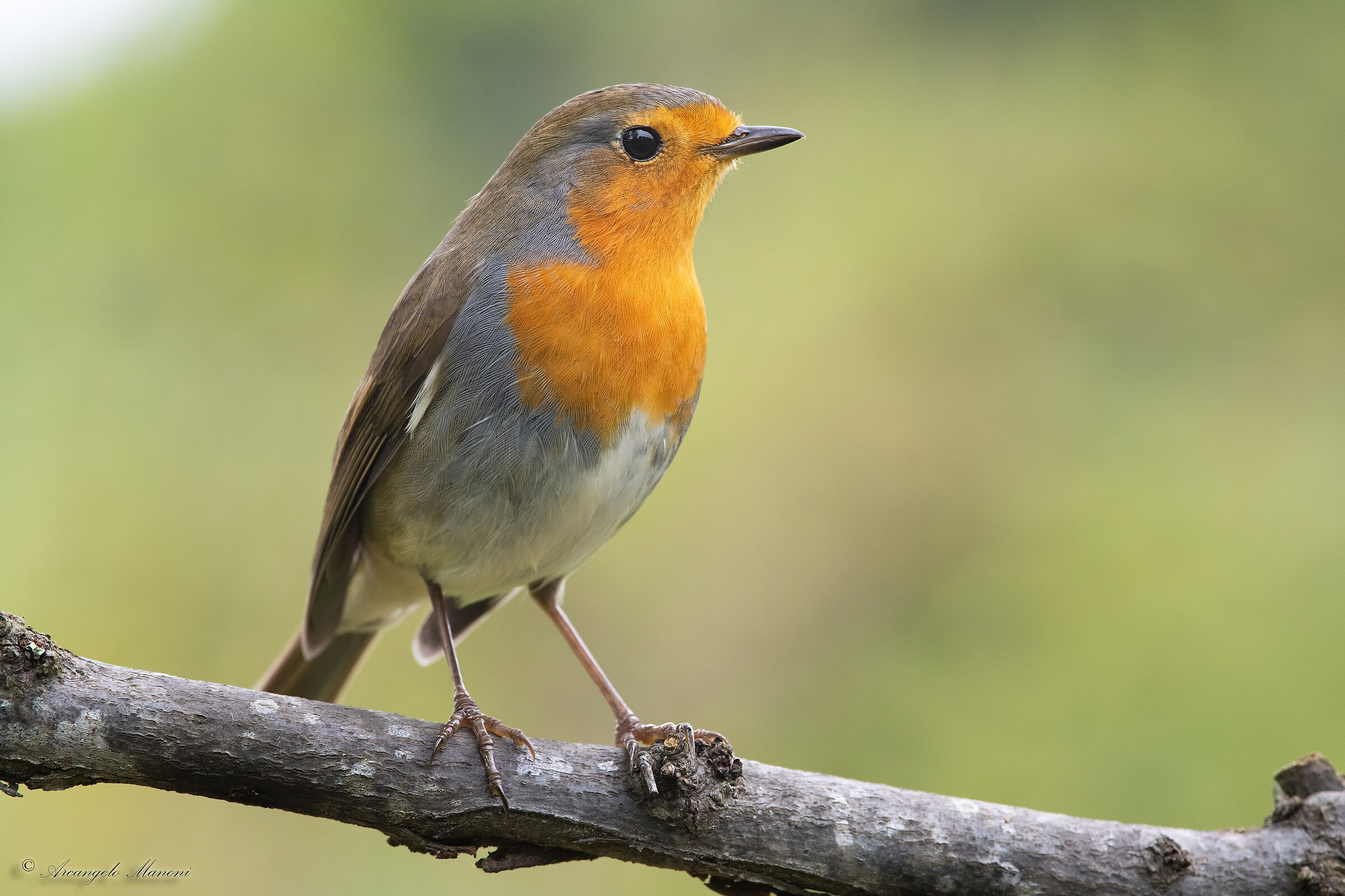 Ritratto al padrone del mio giardino