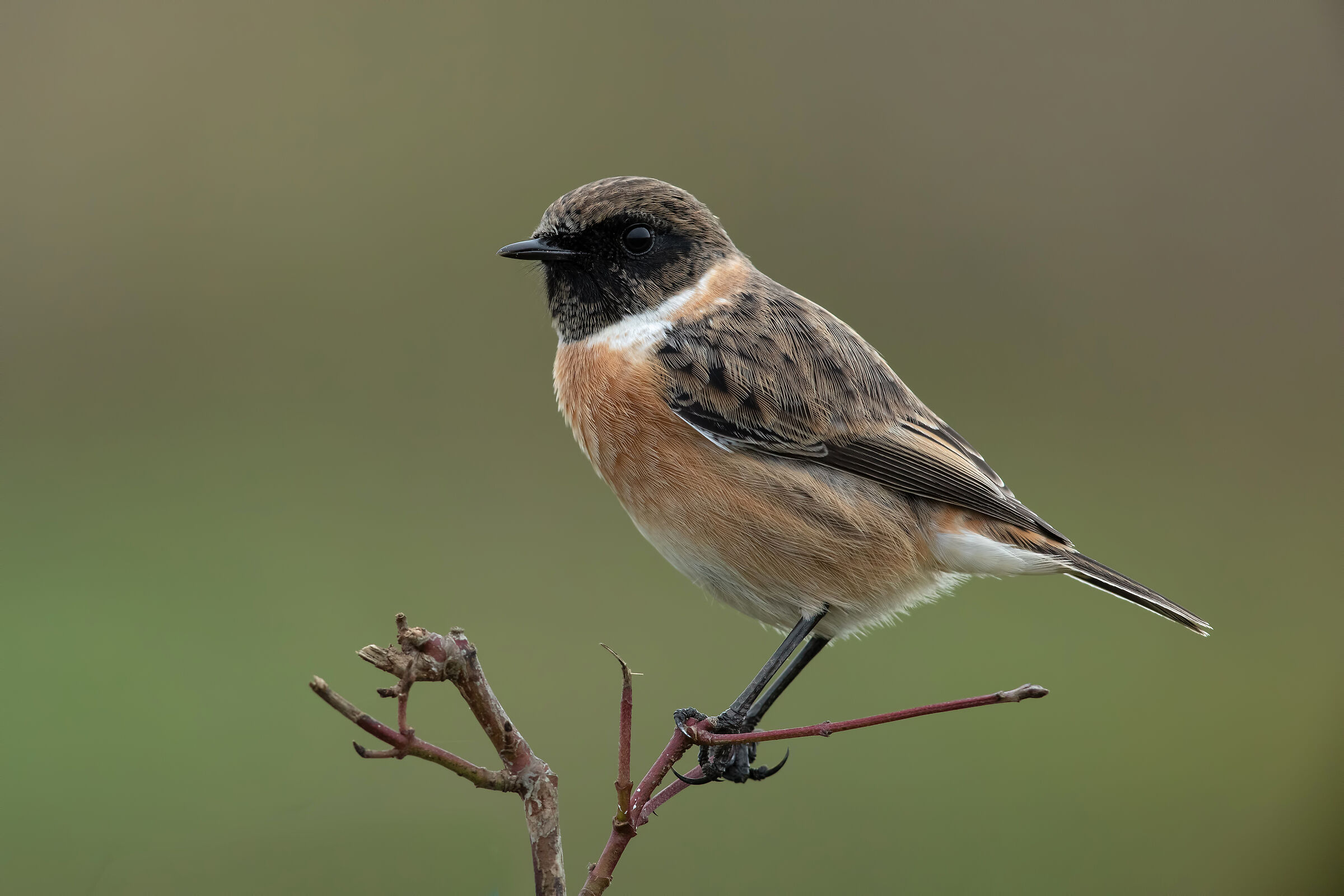Saltimpalo - European Stonechat