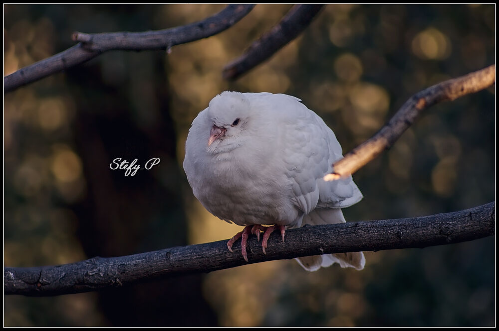 Dorata luce d'inverno