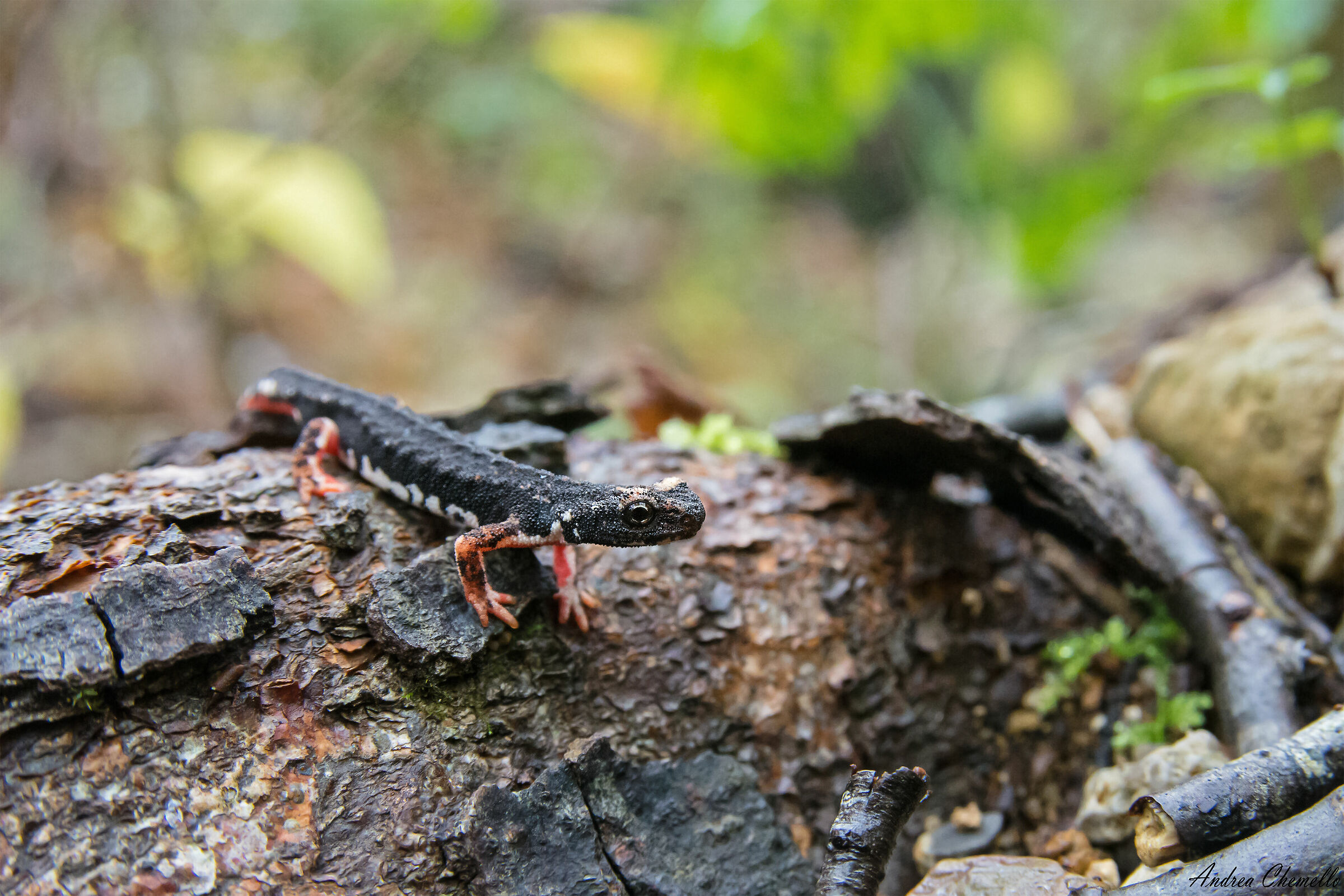 Salamandrina di Savi (Salamandrina perspicillata)