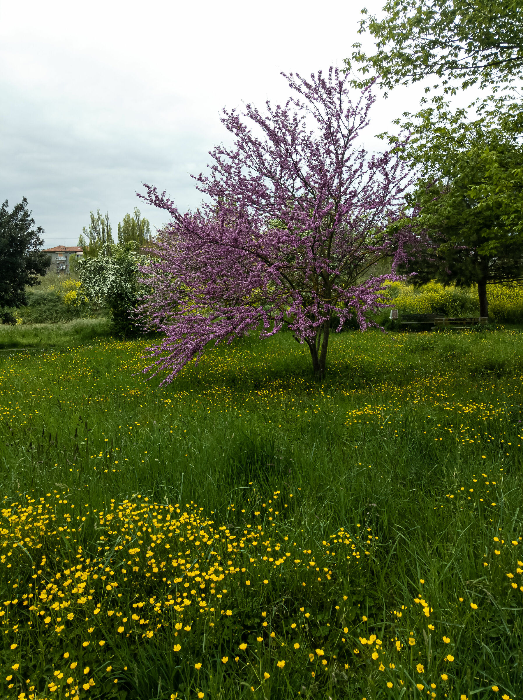 Albero di Giuda( Cercis Canadensis)