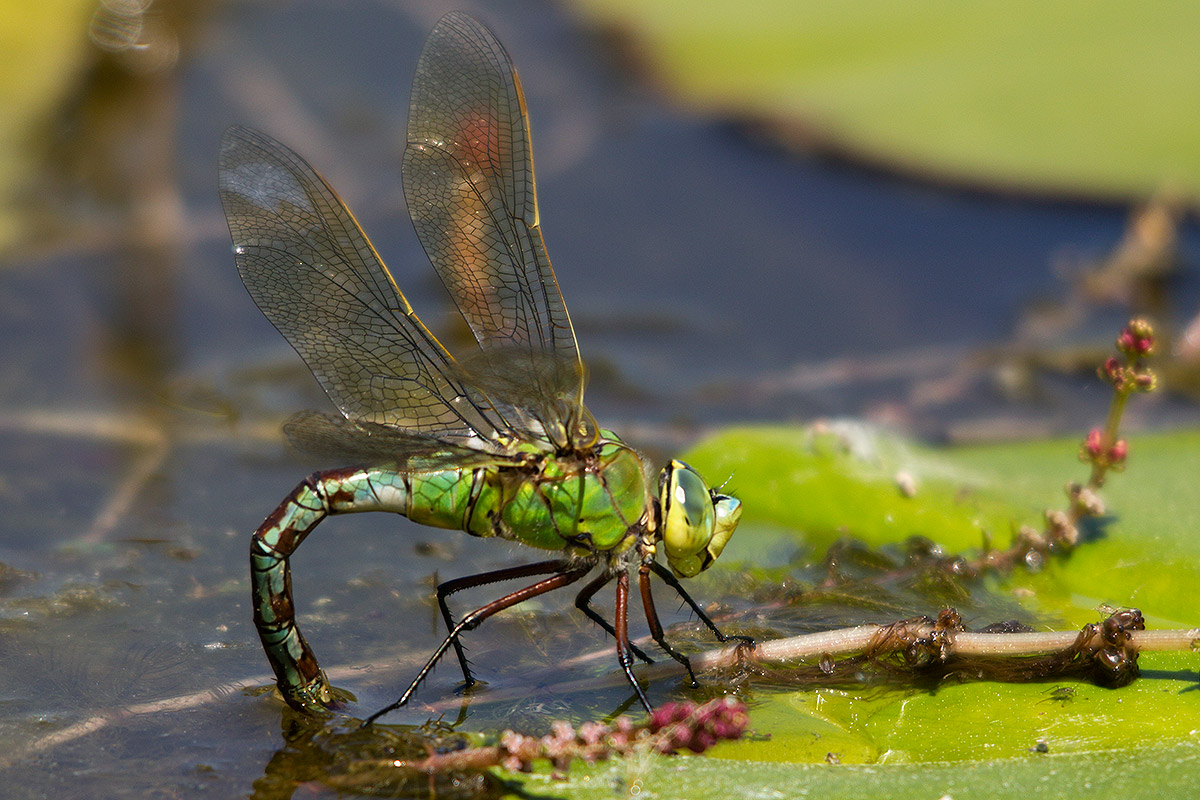 Anax imperator