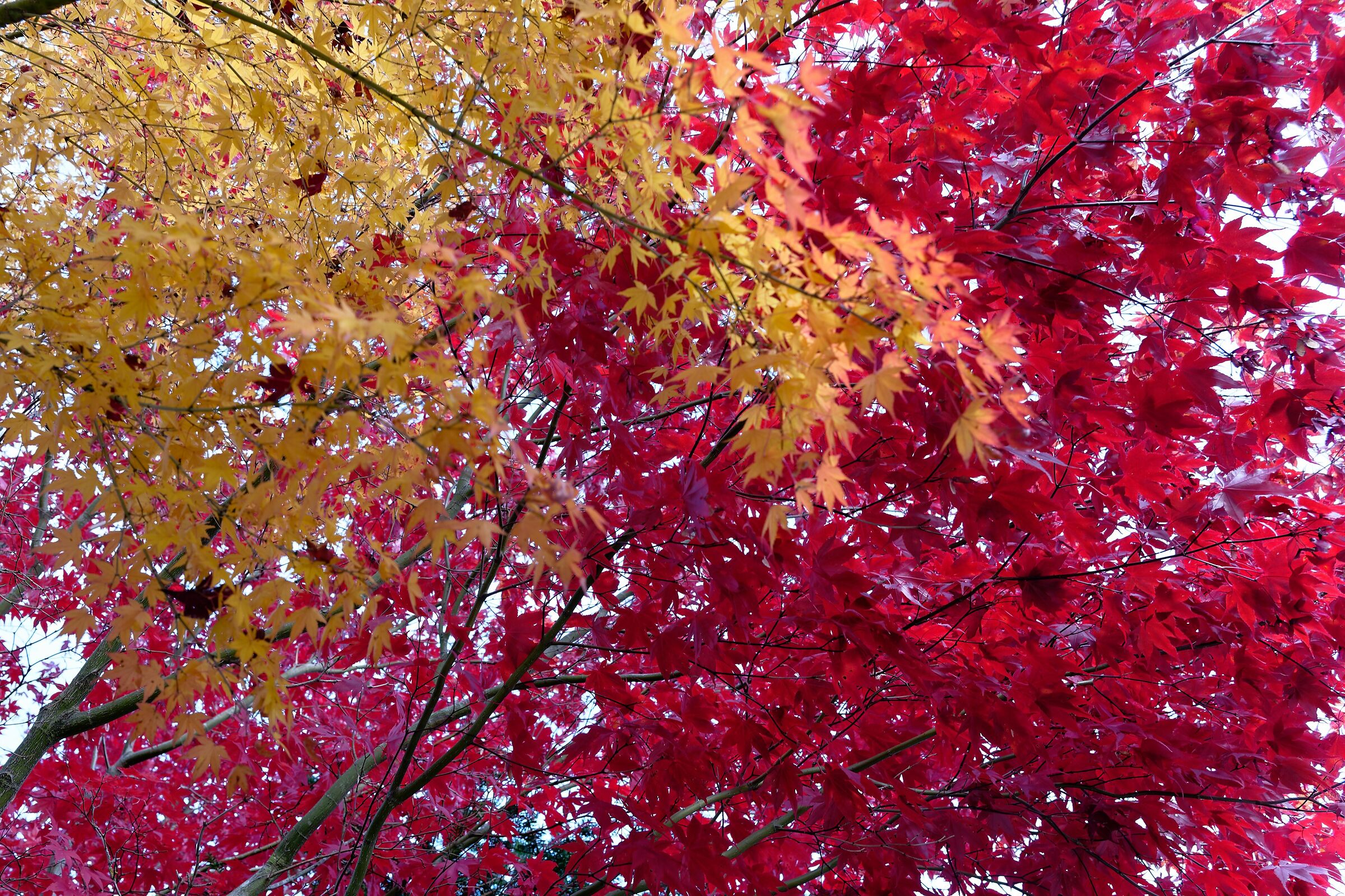 Autumn in red & yellow
