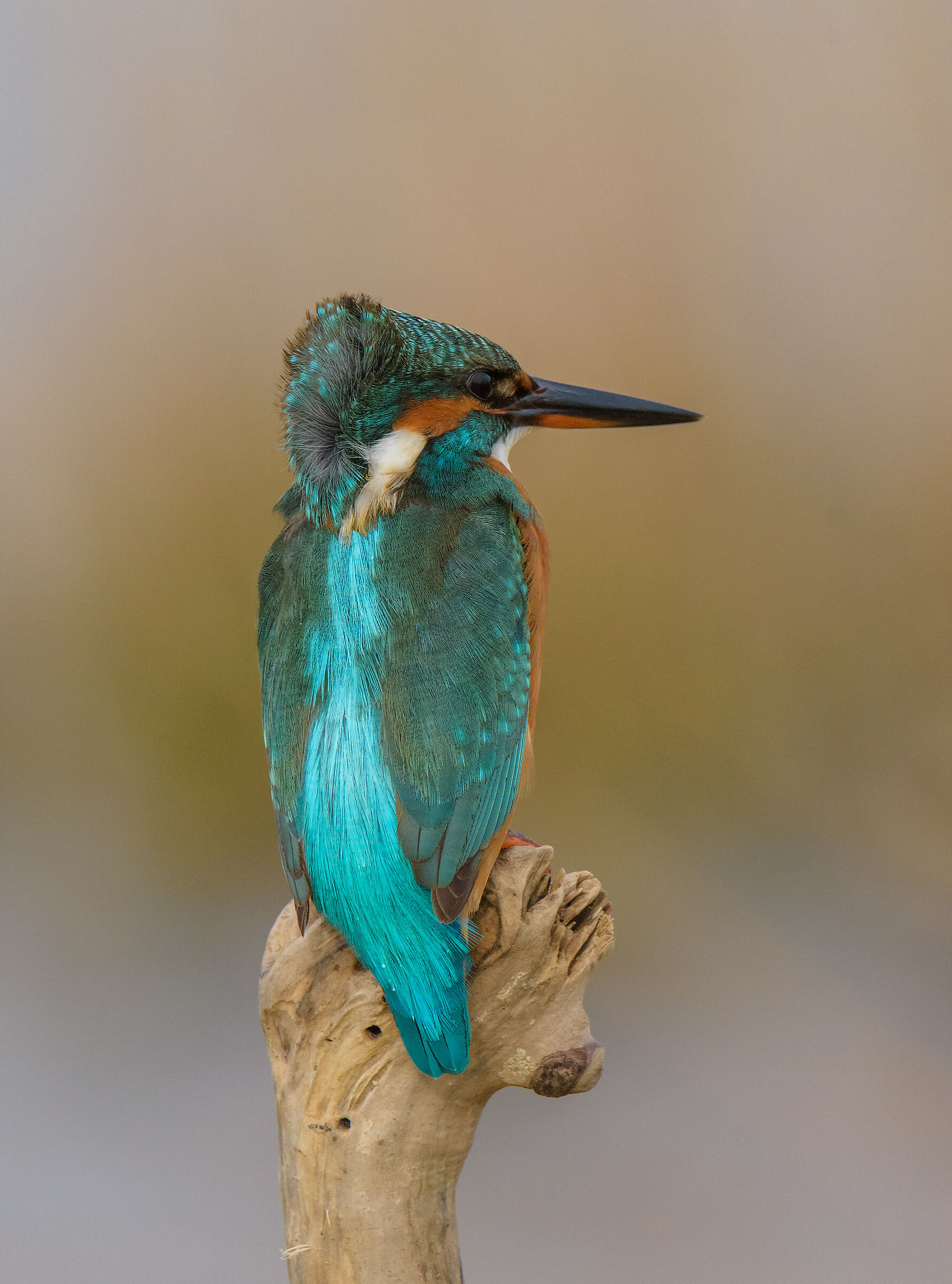 Kingfisher