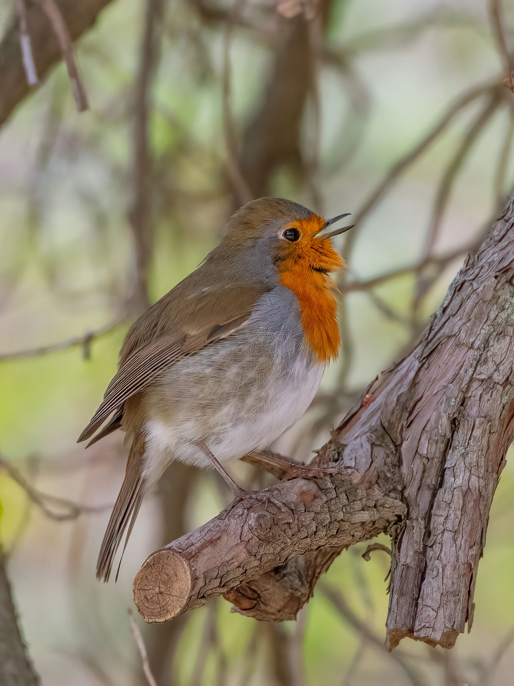 Hidden red robin