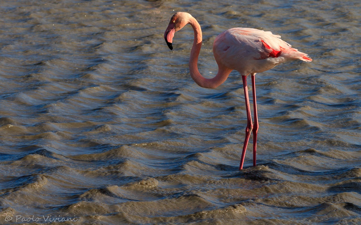 Feicottero .........