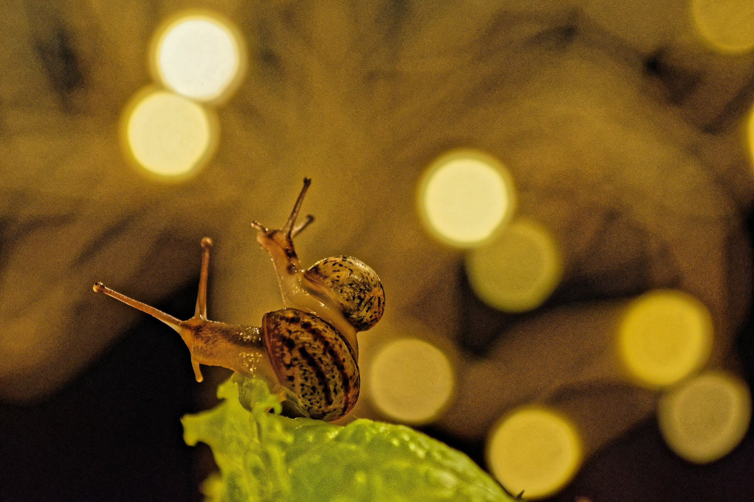 Lumachine nell'insalata