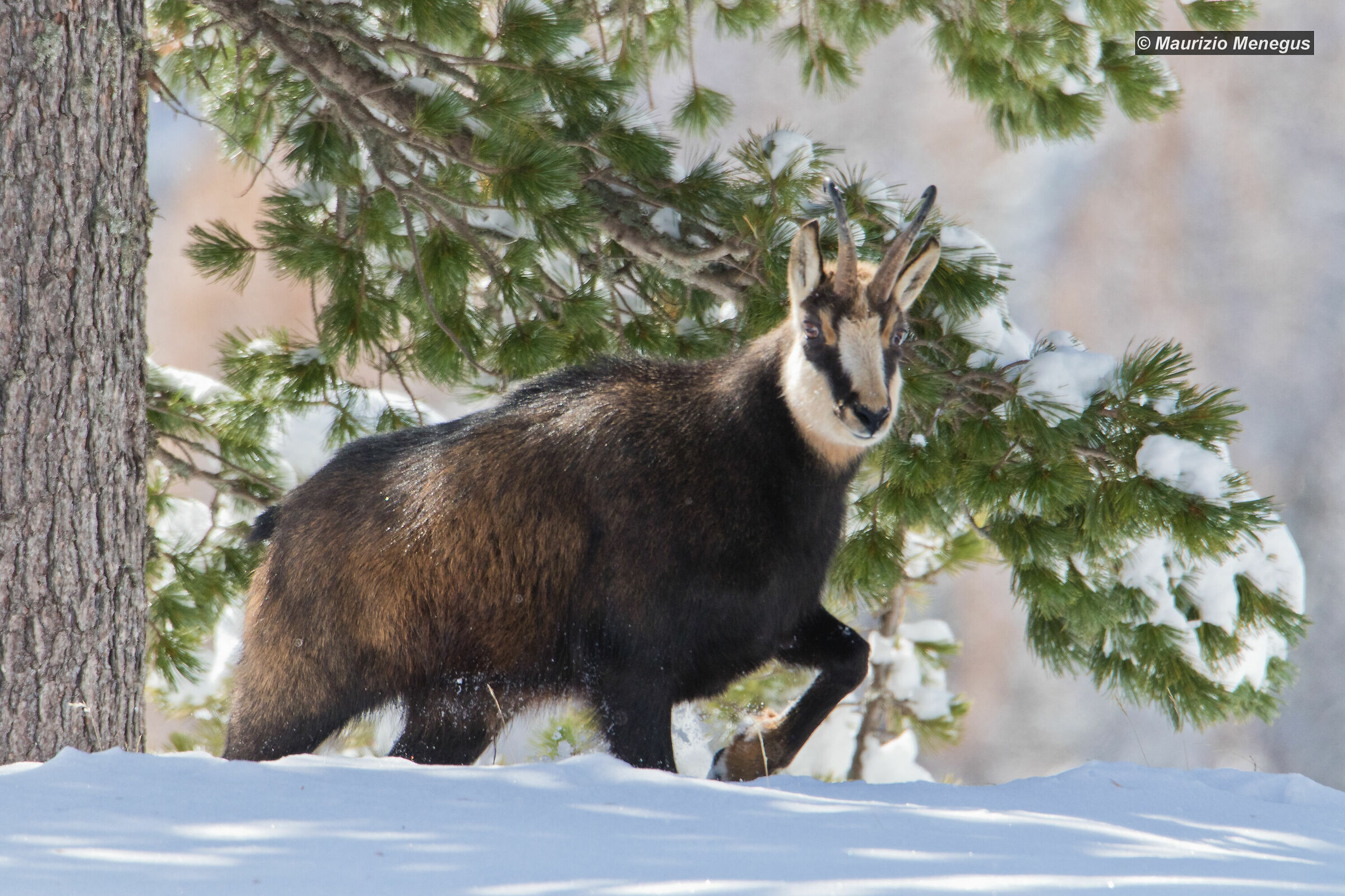 A distanza ravvicinata