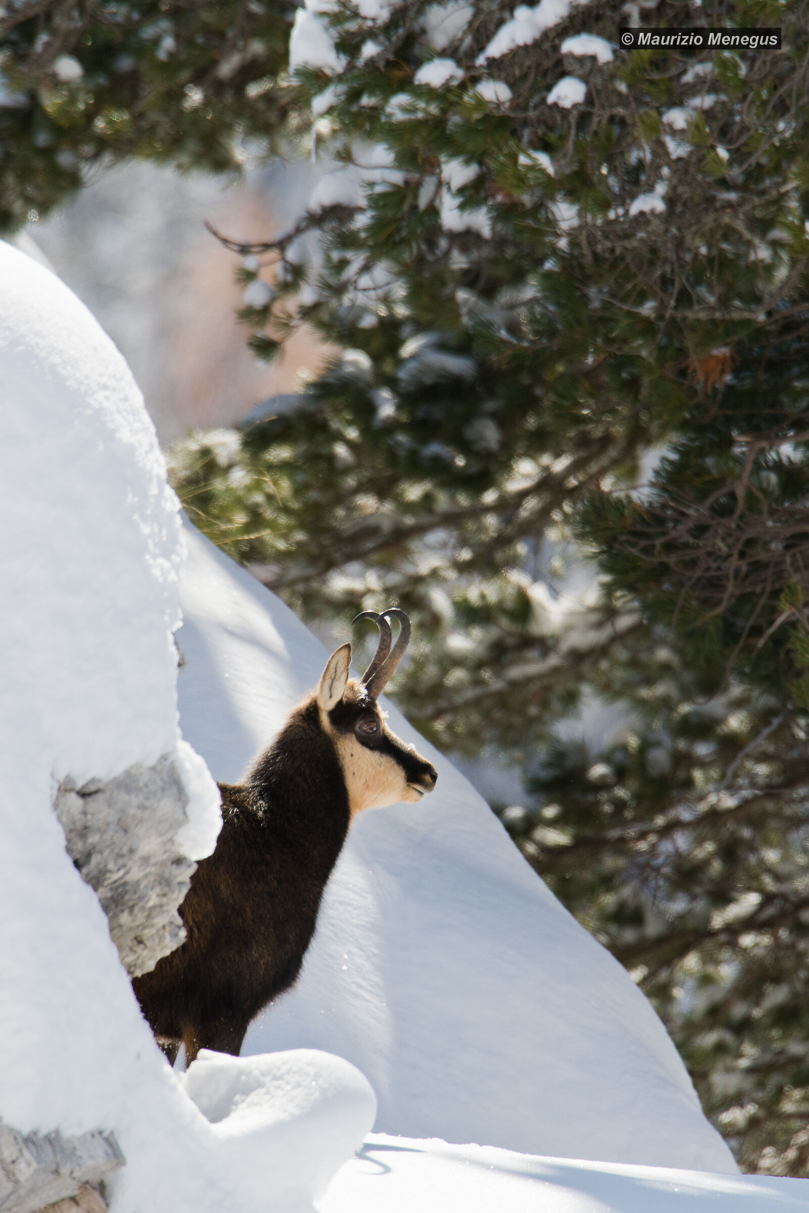 Il camoscio nel suo Habitat