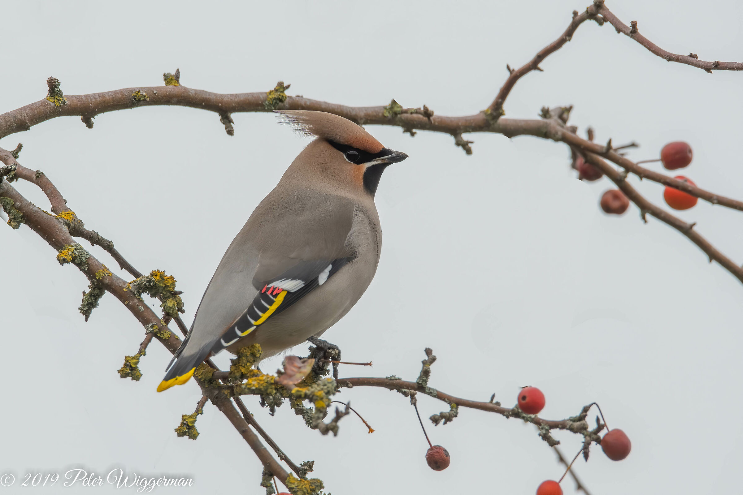 Waxwing