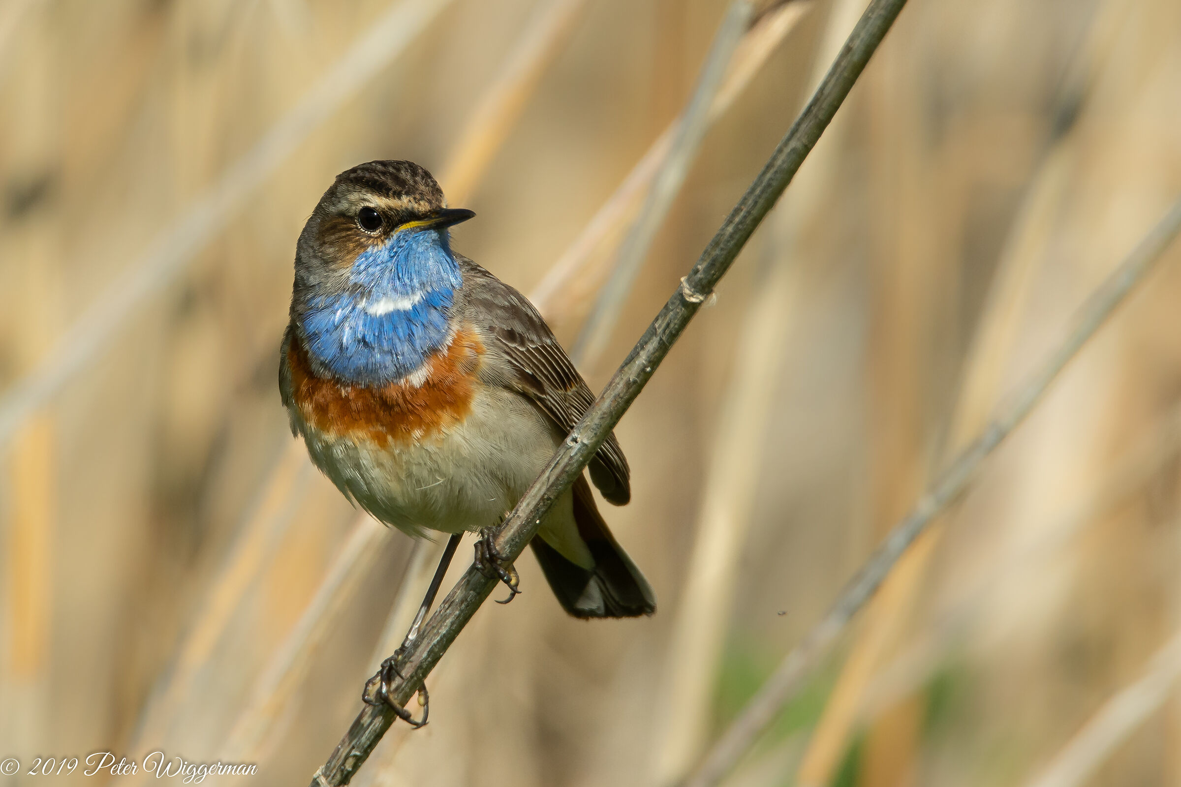 Bluethroat