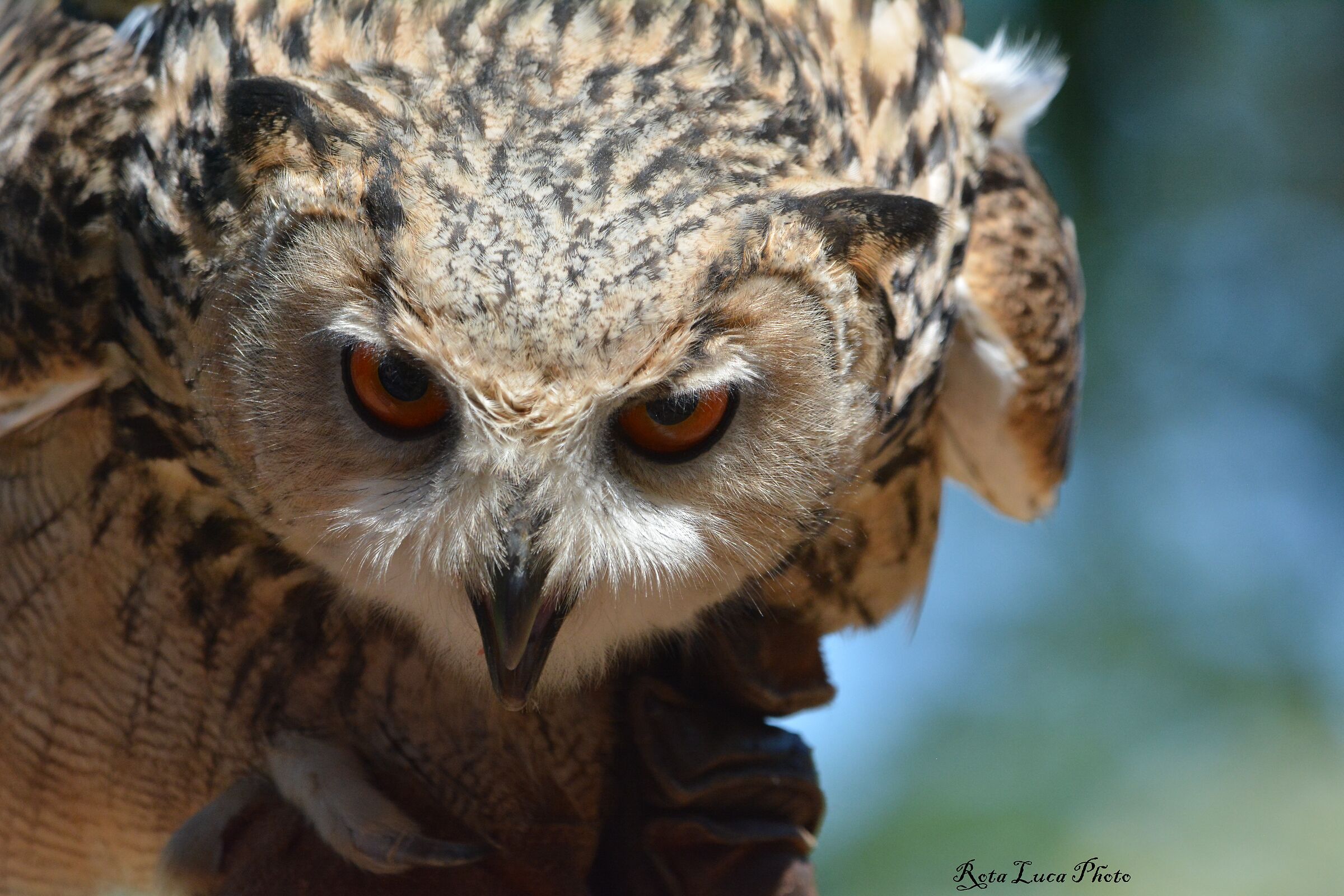 Sguardo penetrante