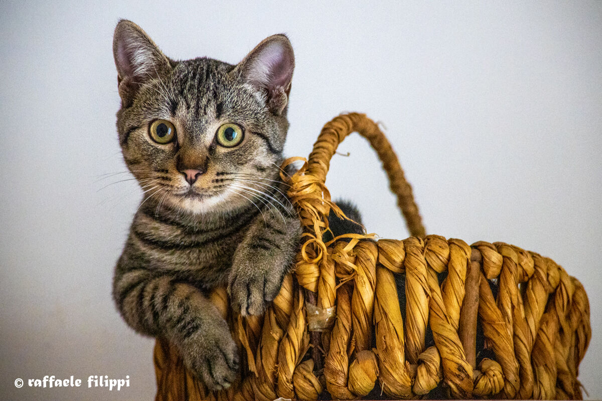 Trilly, New Hampshire