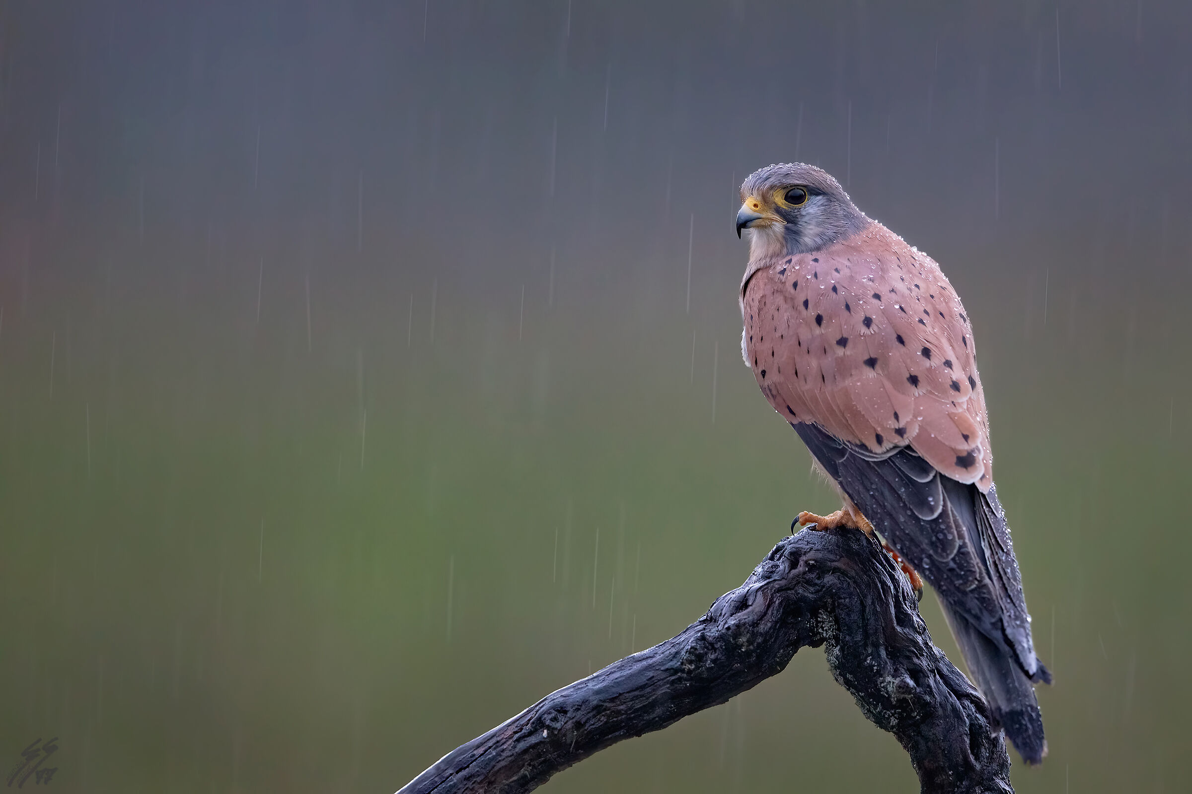 ..gheppio sotto la pioggia..