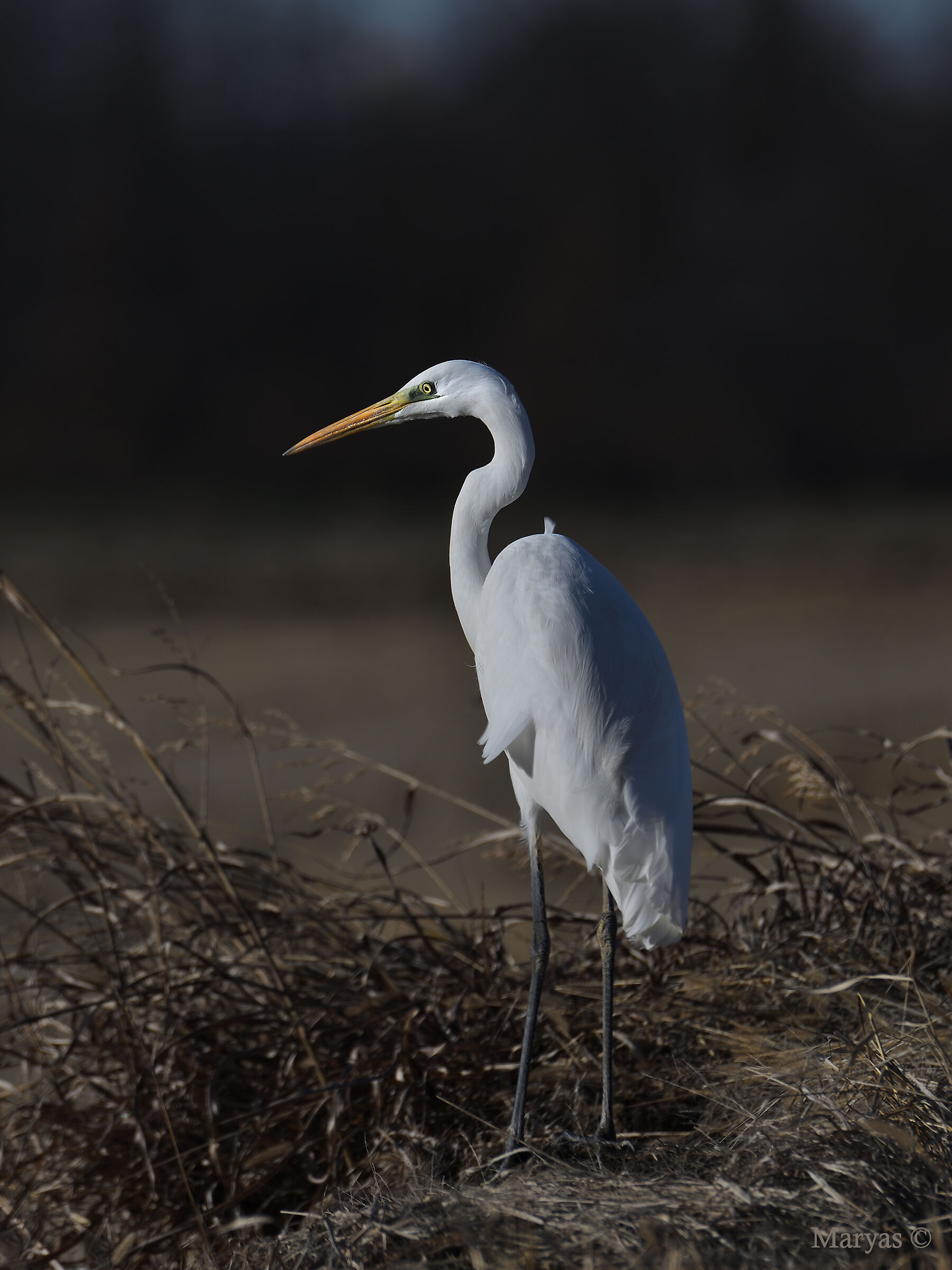 Airone bianco maggiore