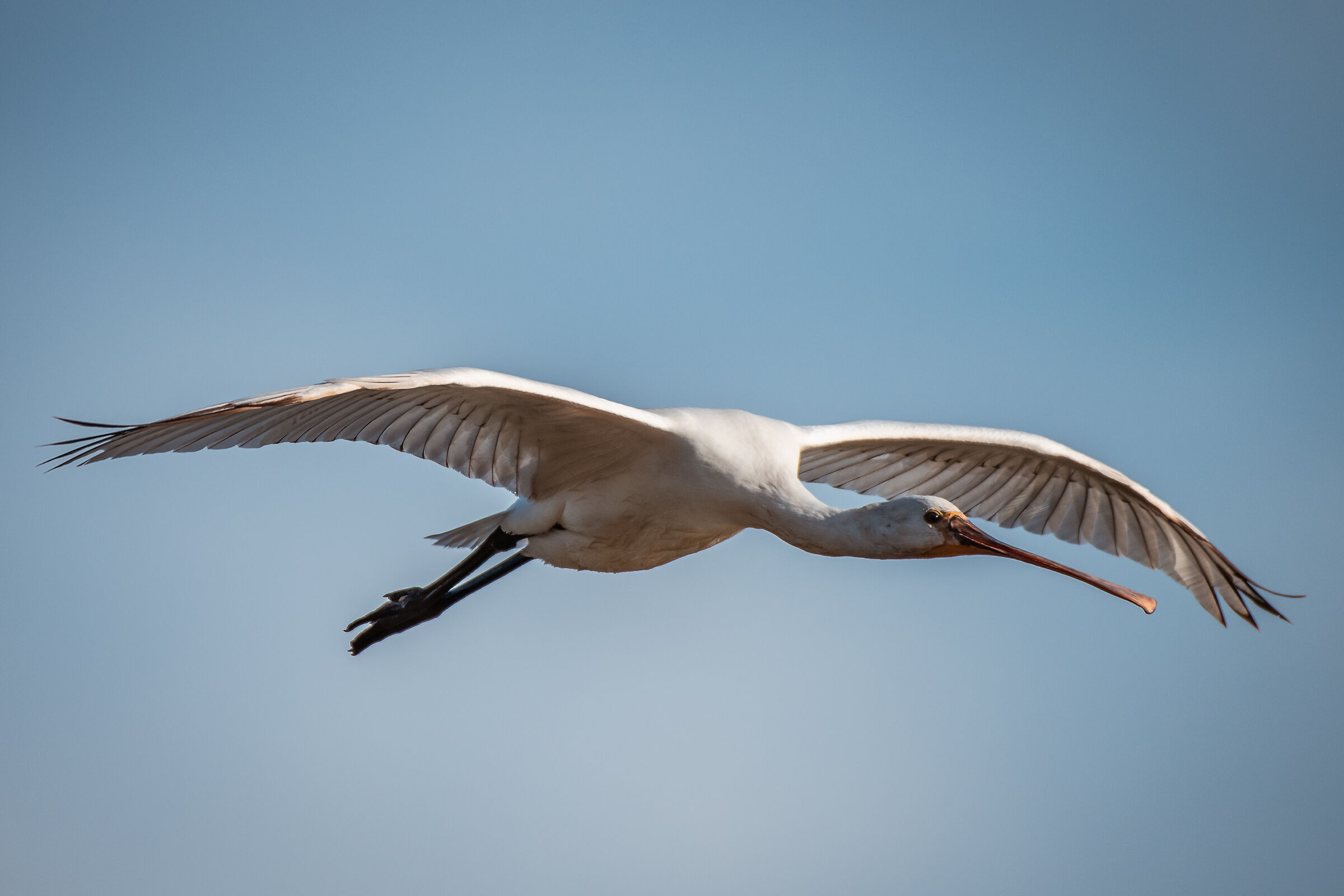 Platalea leuco (Spatola)