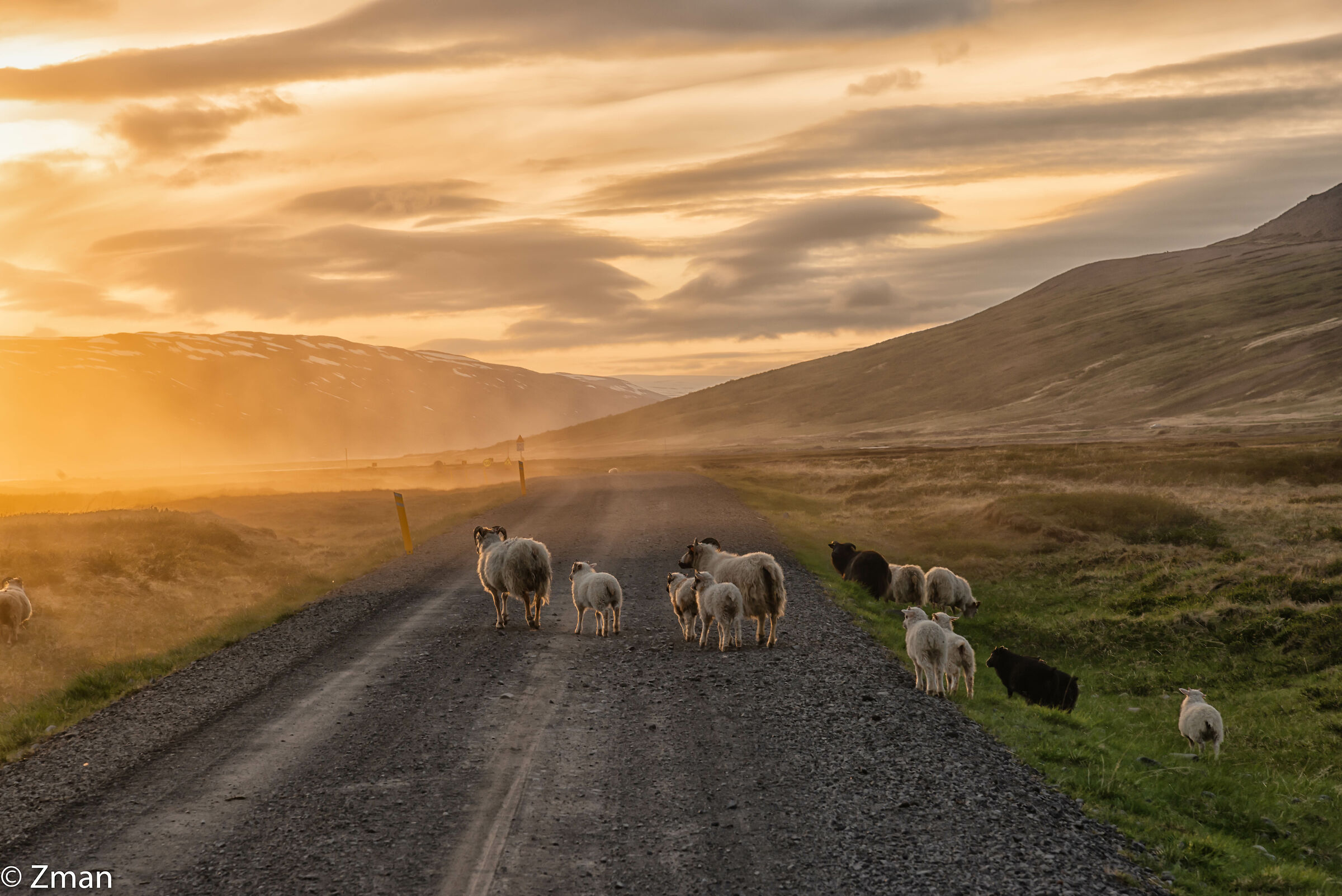 Sheep Road Crossing