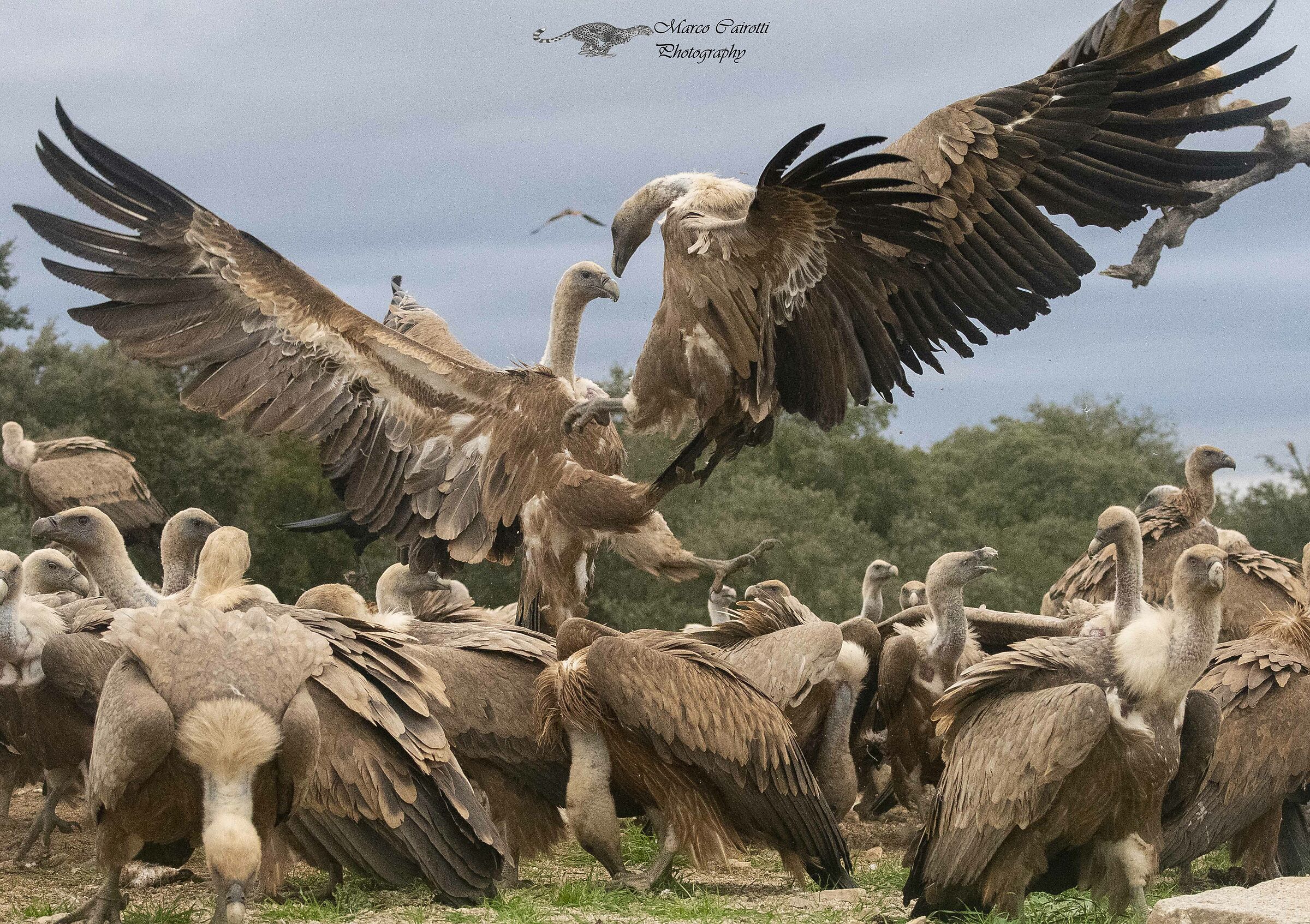 Discussioni tra grifoni