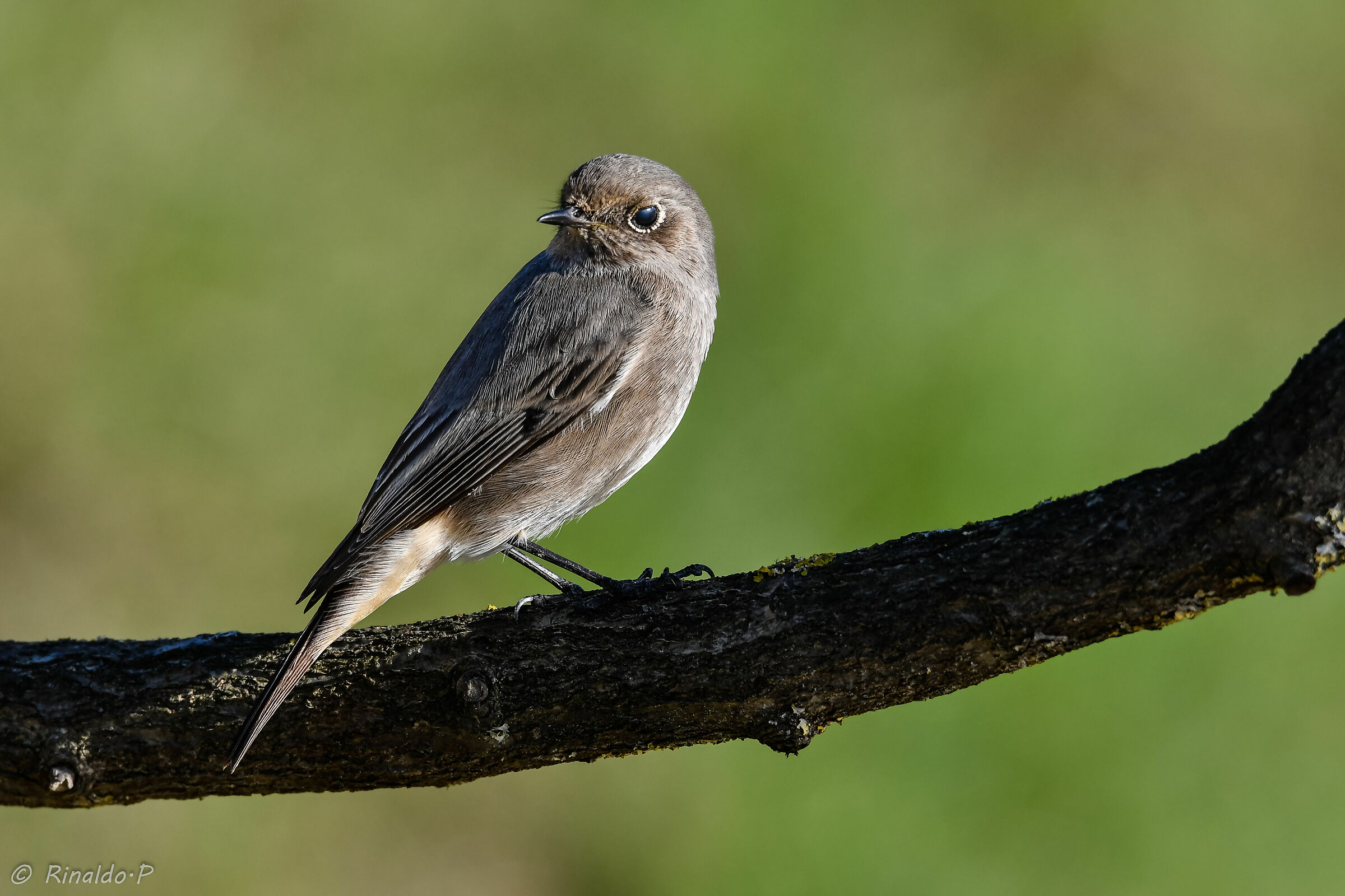 Red codirosso immature chimney sweep
