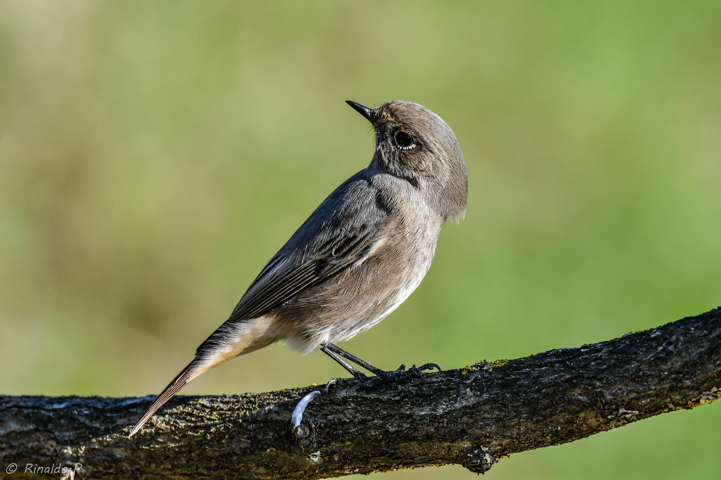 Codirosso spazzacamino immaturo 1