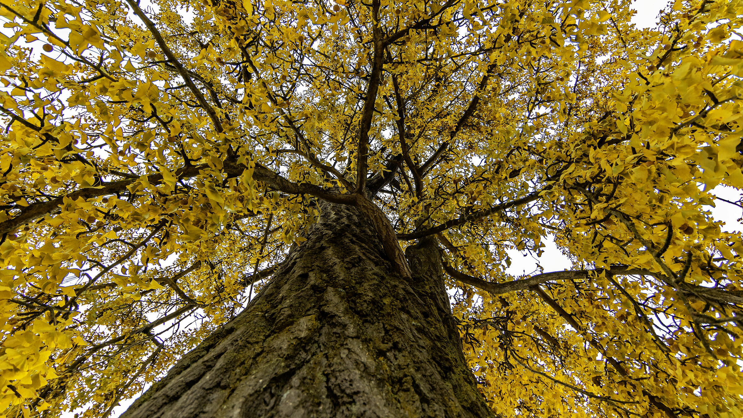 How you wear beautiful blonde hair