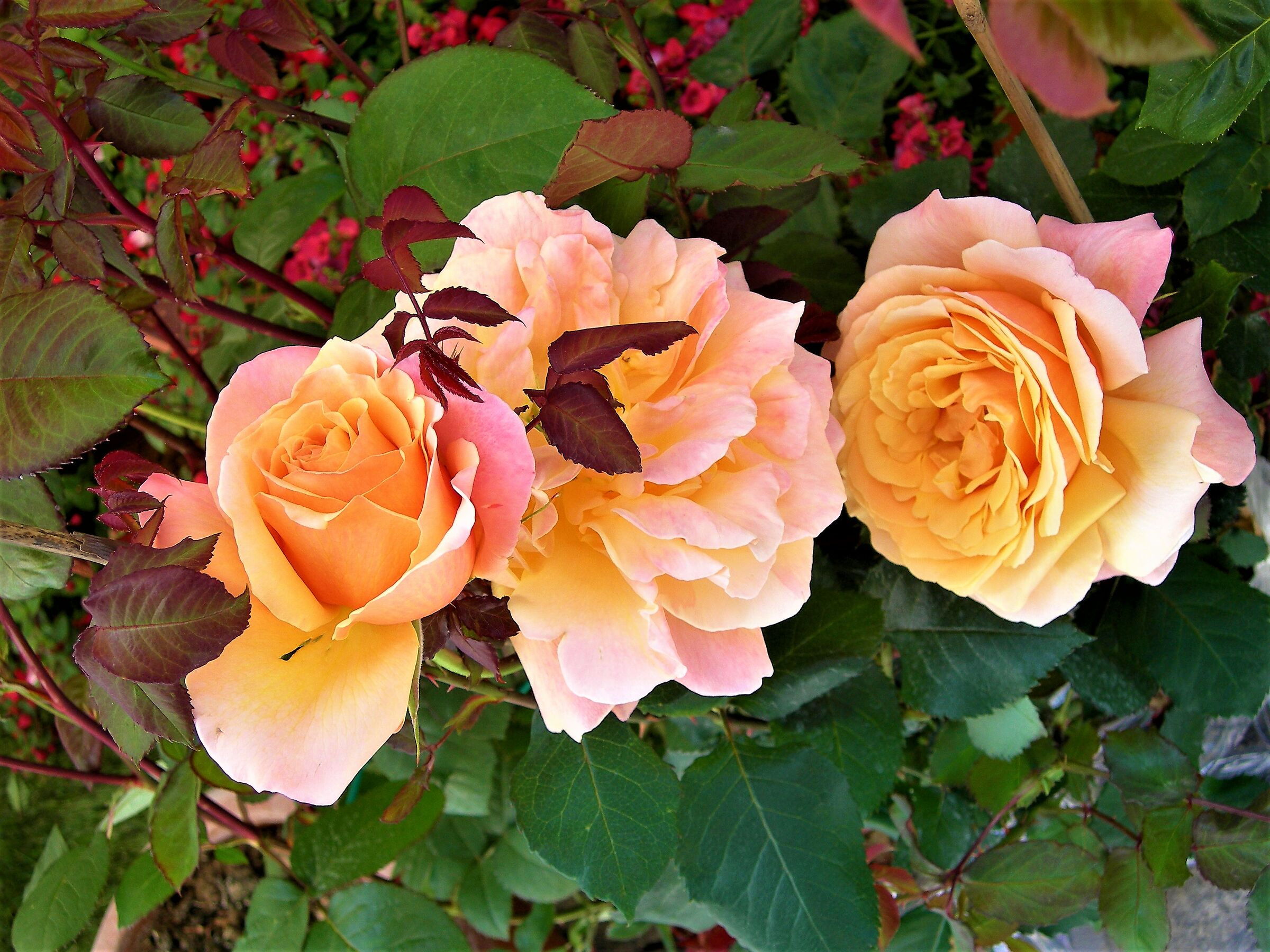 la mia copertina: rose