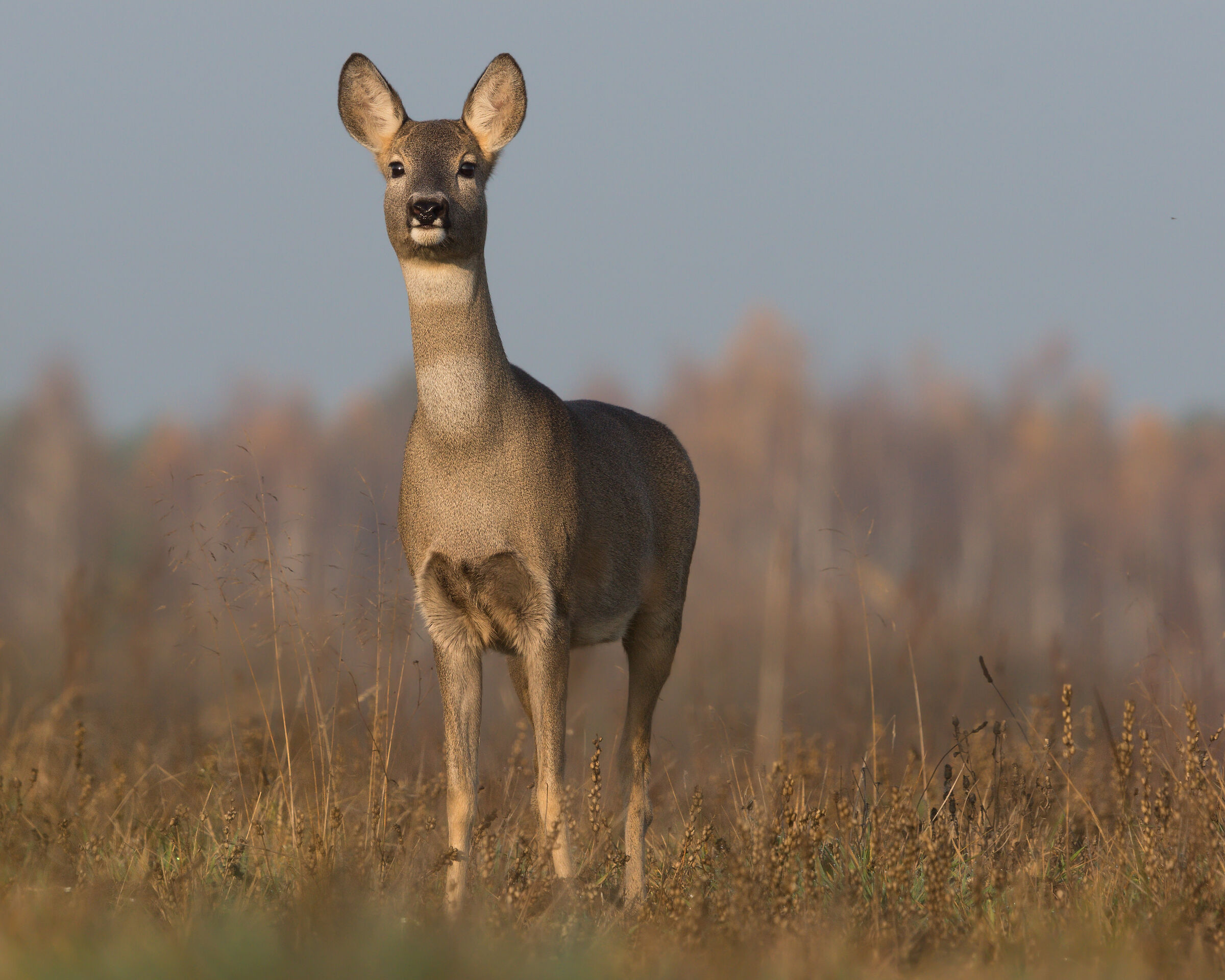 Roe deer (Capreolus capreolus)