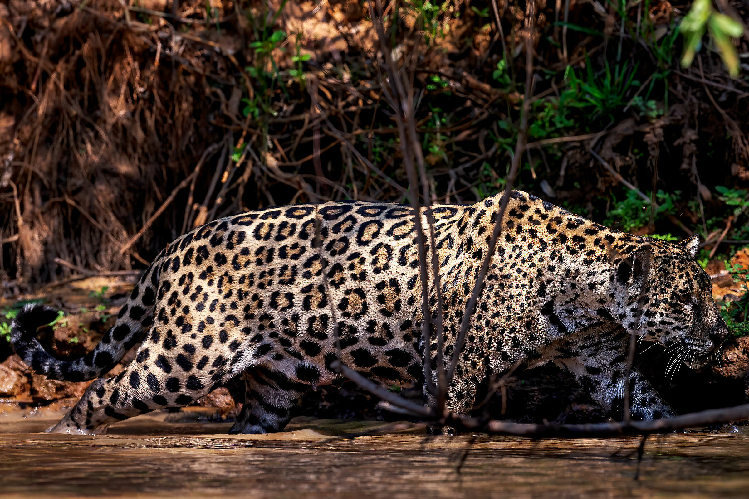 Shaded jaguar (Panthera onca)