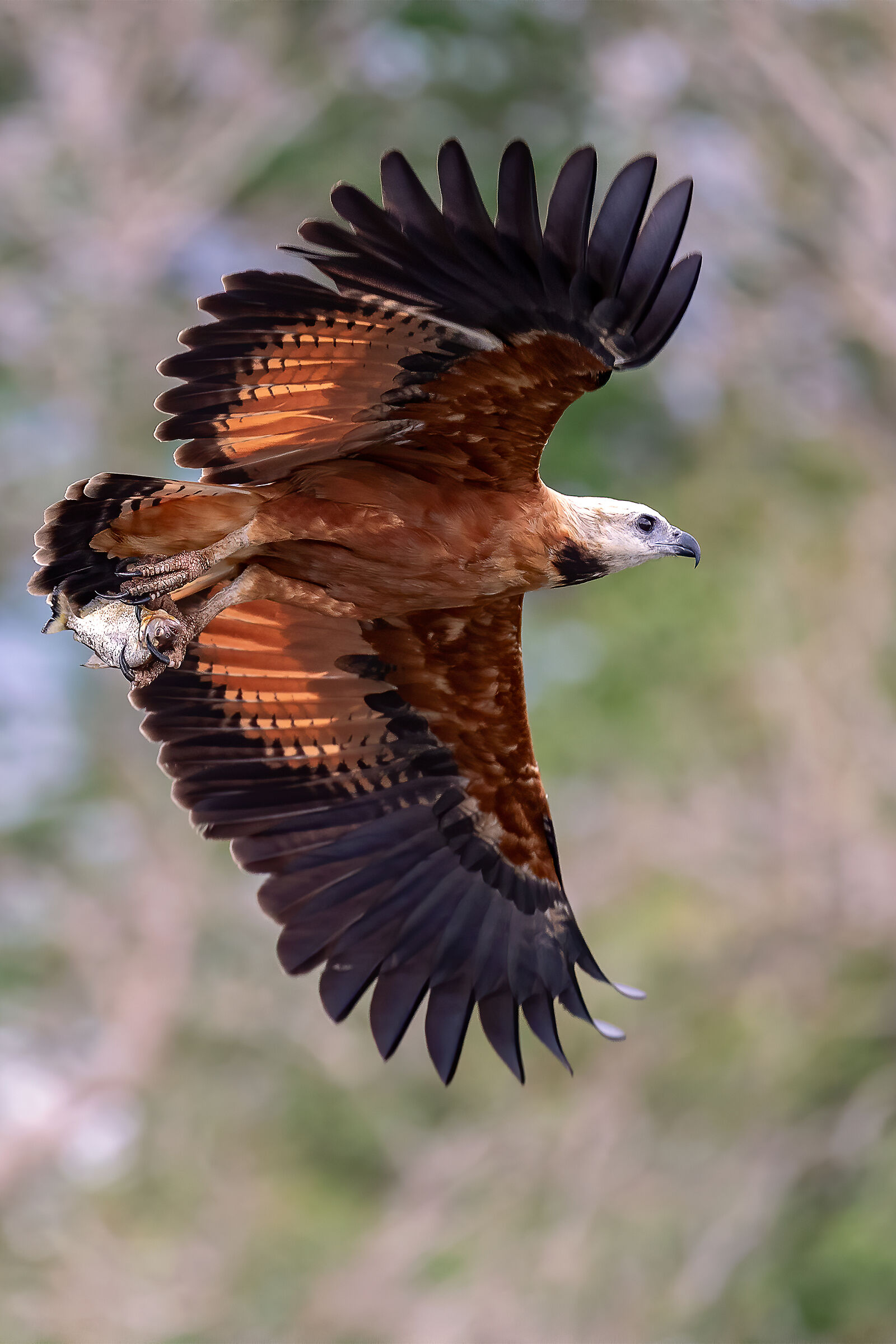 Black collared hawk (Busarellus nigricollis)