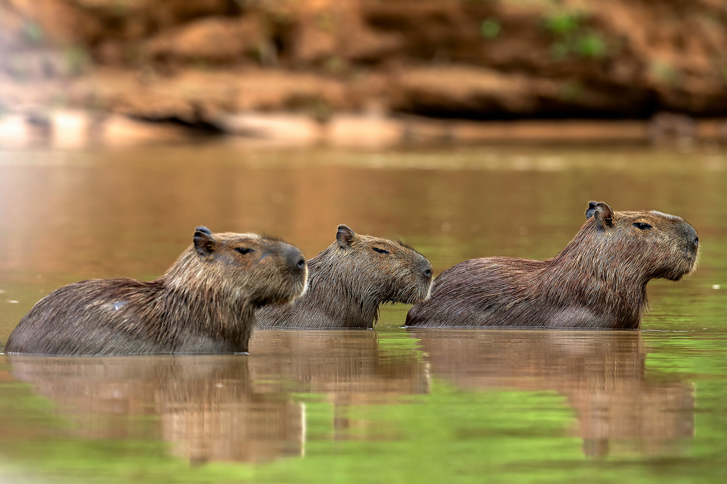 The Capibara's  (Hydrochoerus hydrochaeris)