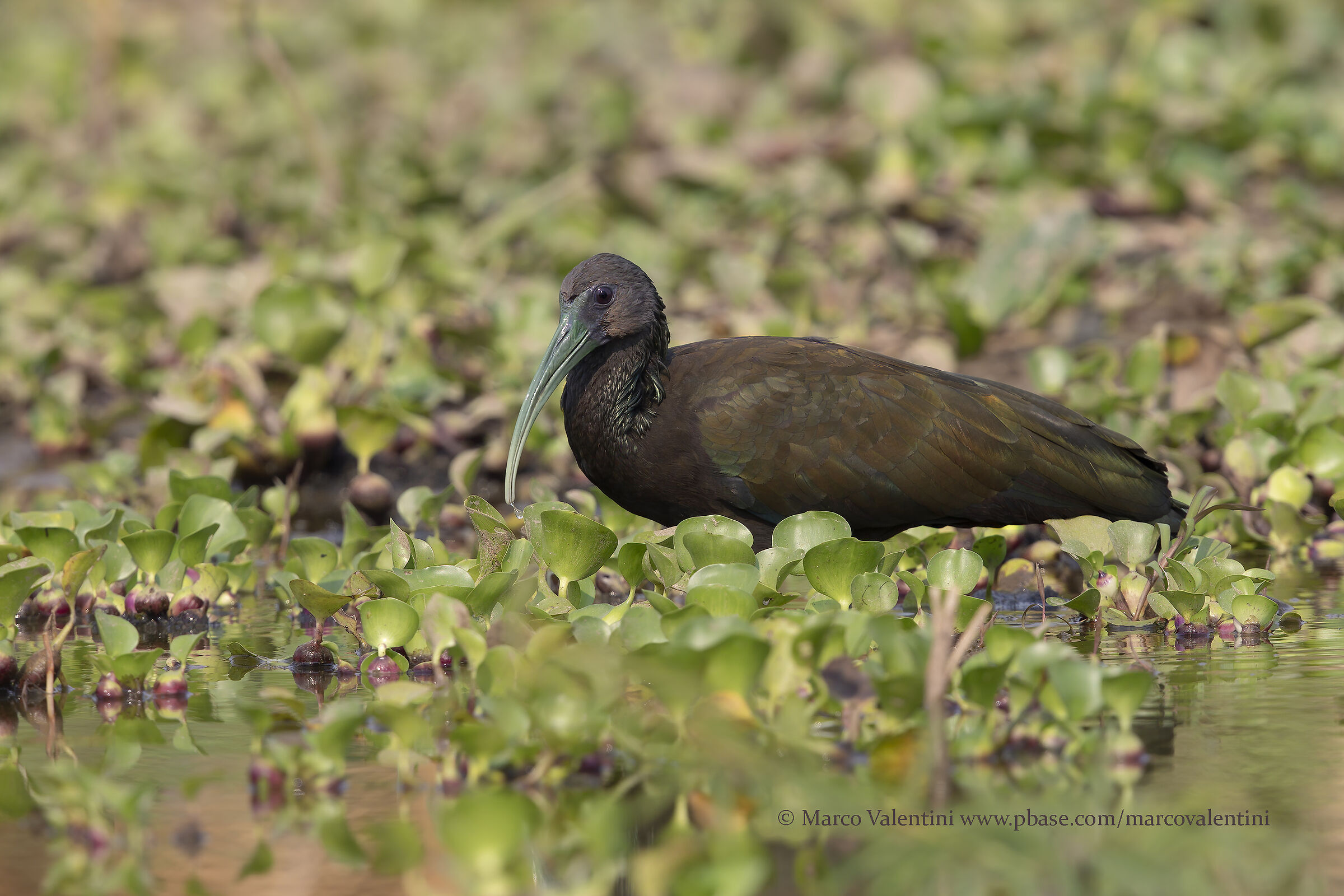 Green Ibis