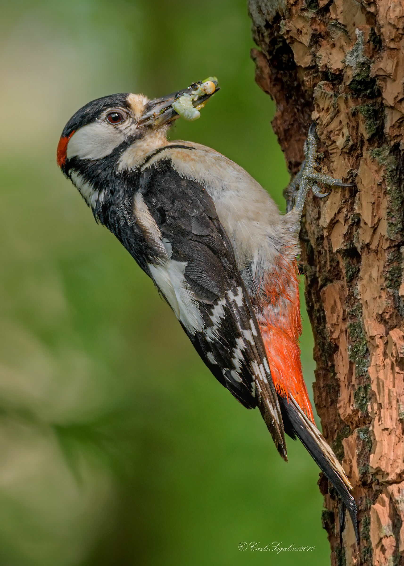 feeding the little ones
