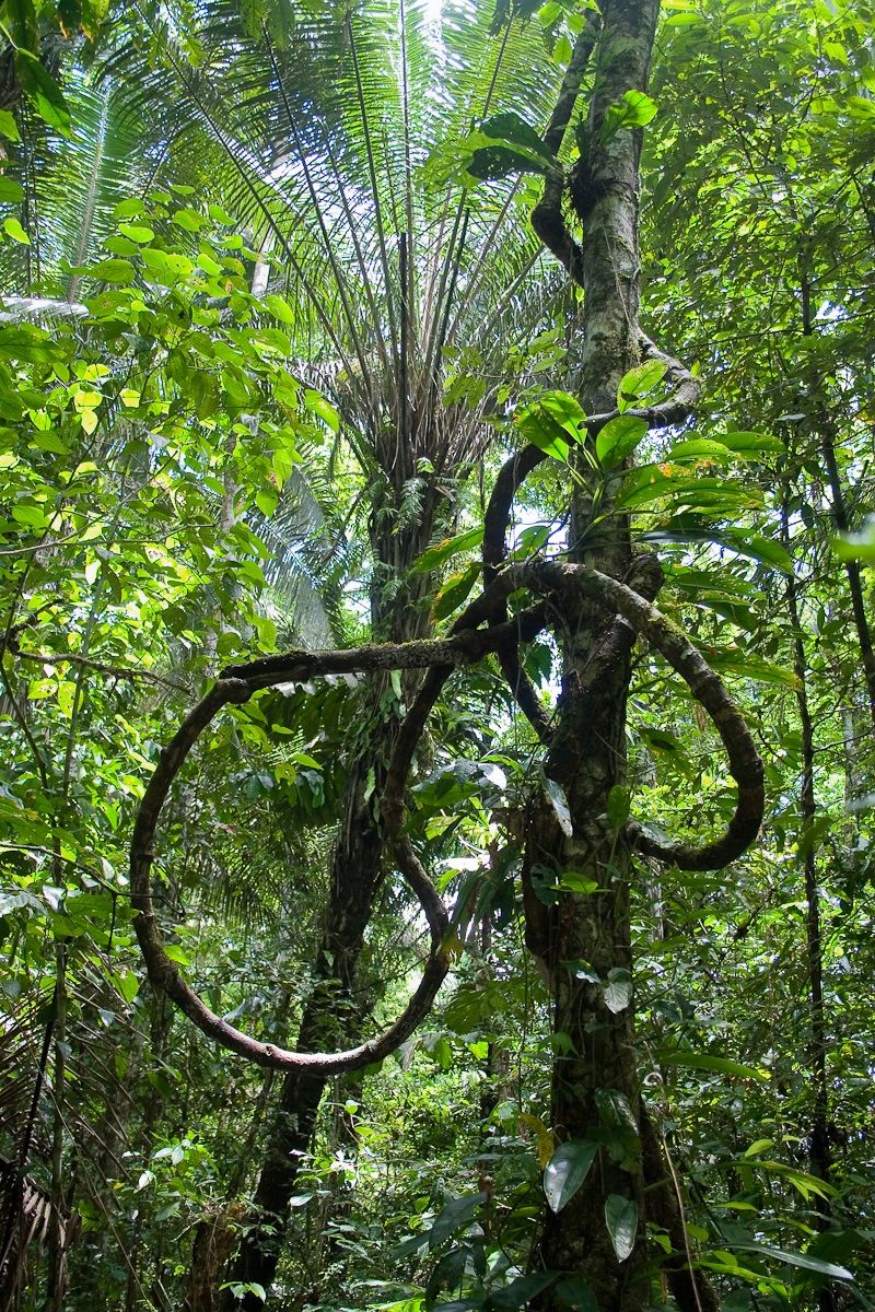 On the banks of the Rio Tambopata