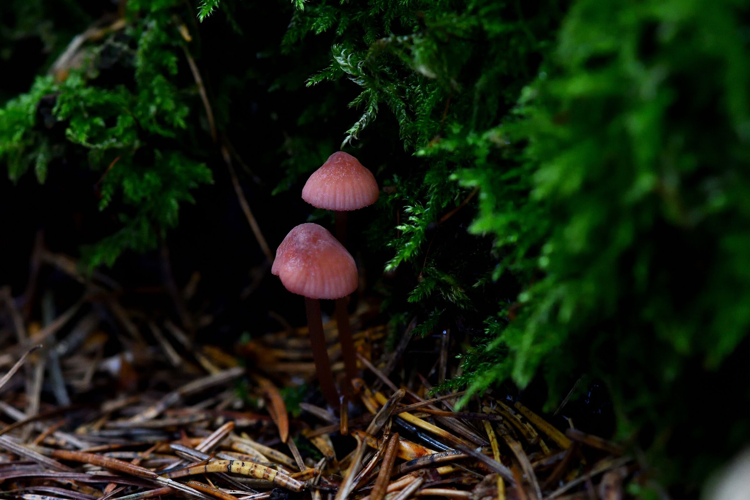 autumn microlandscapes...