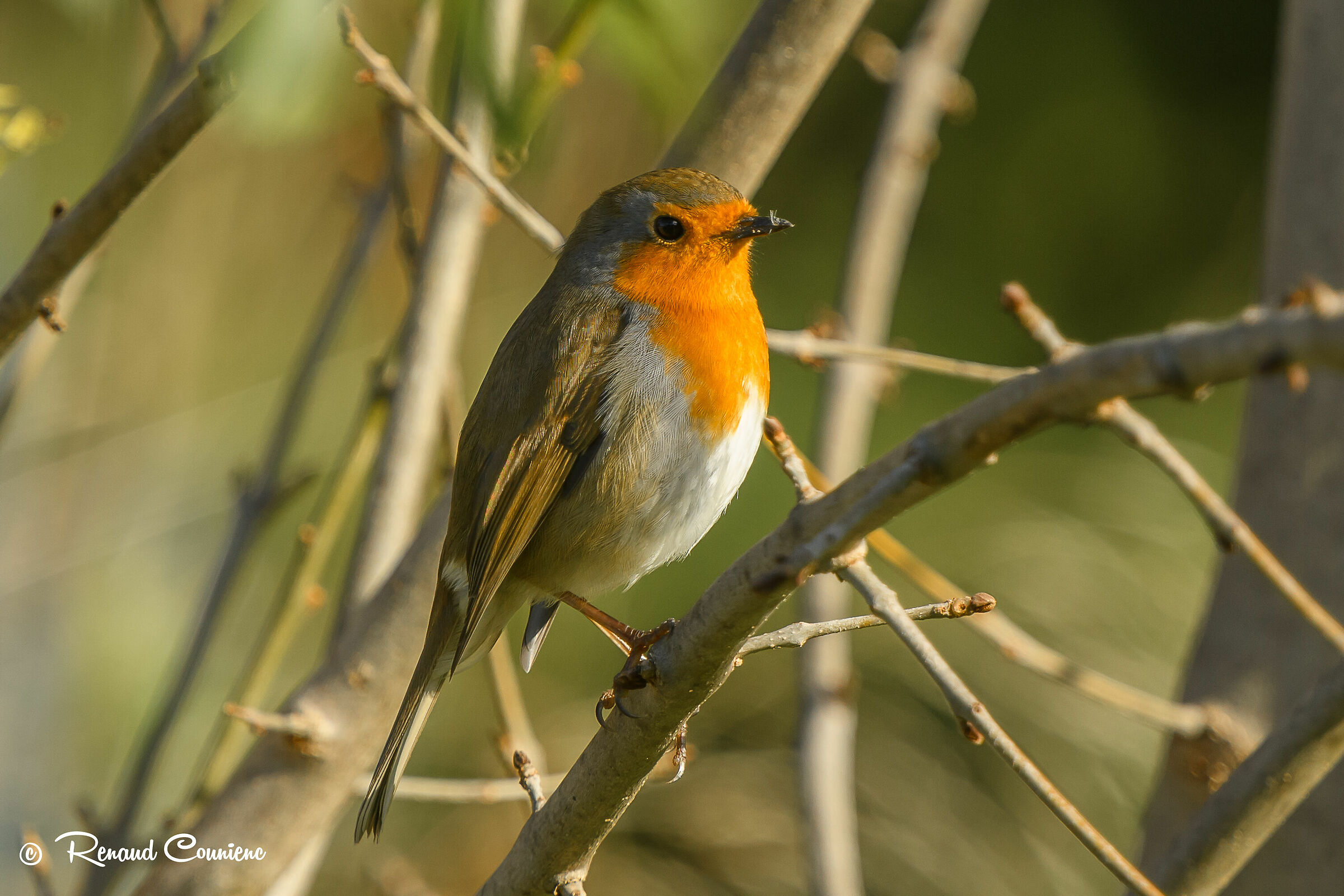 Rouge-gorge (Erithacus rubecula)