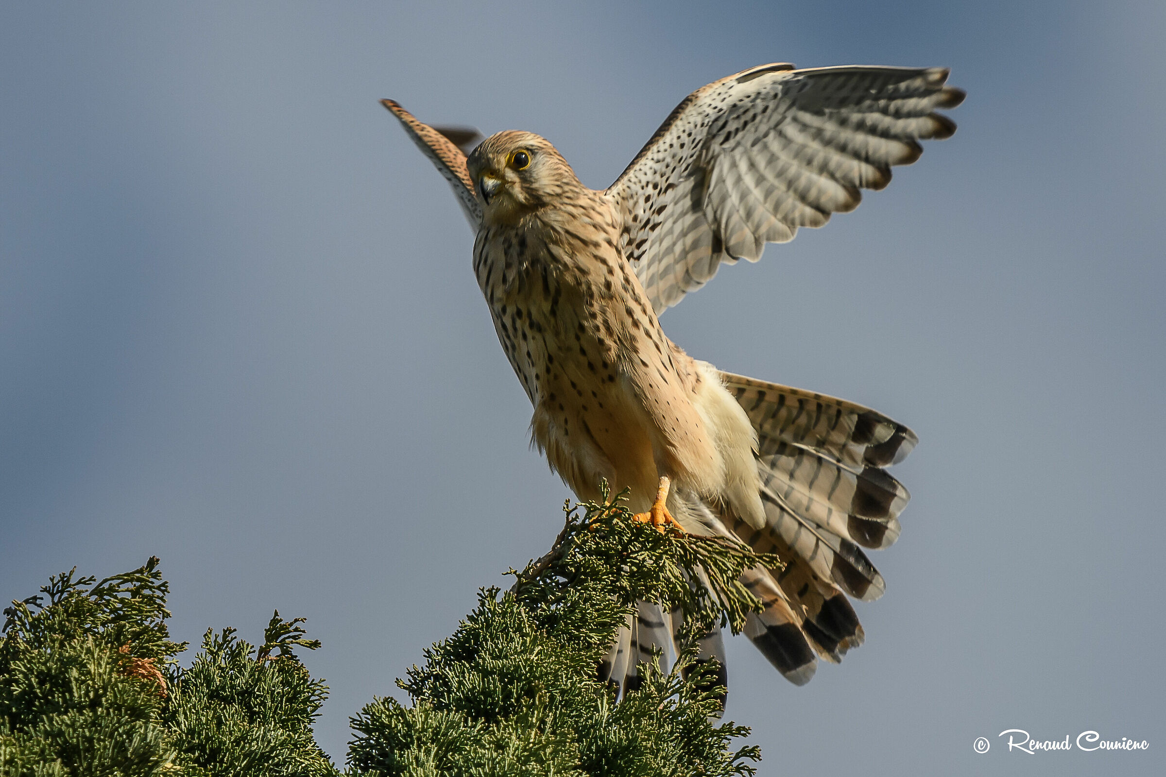 Faucon crécerelle juvénile (Falco tinnunculus)