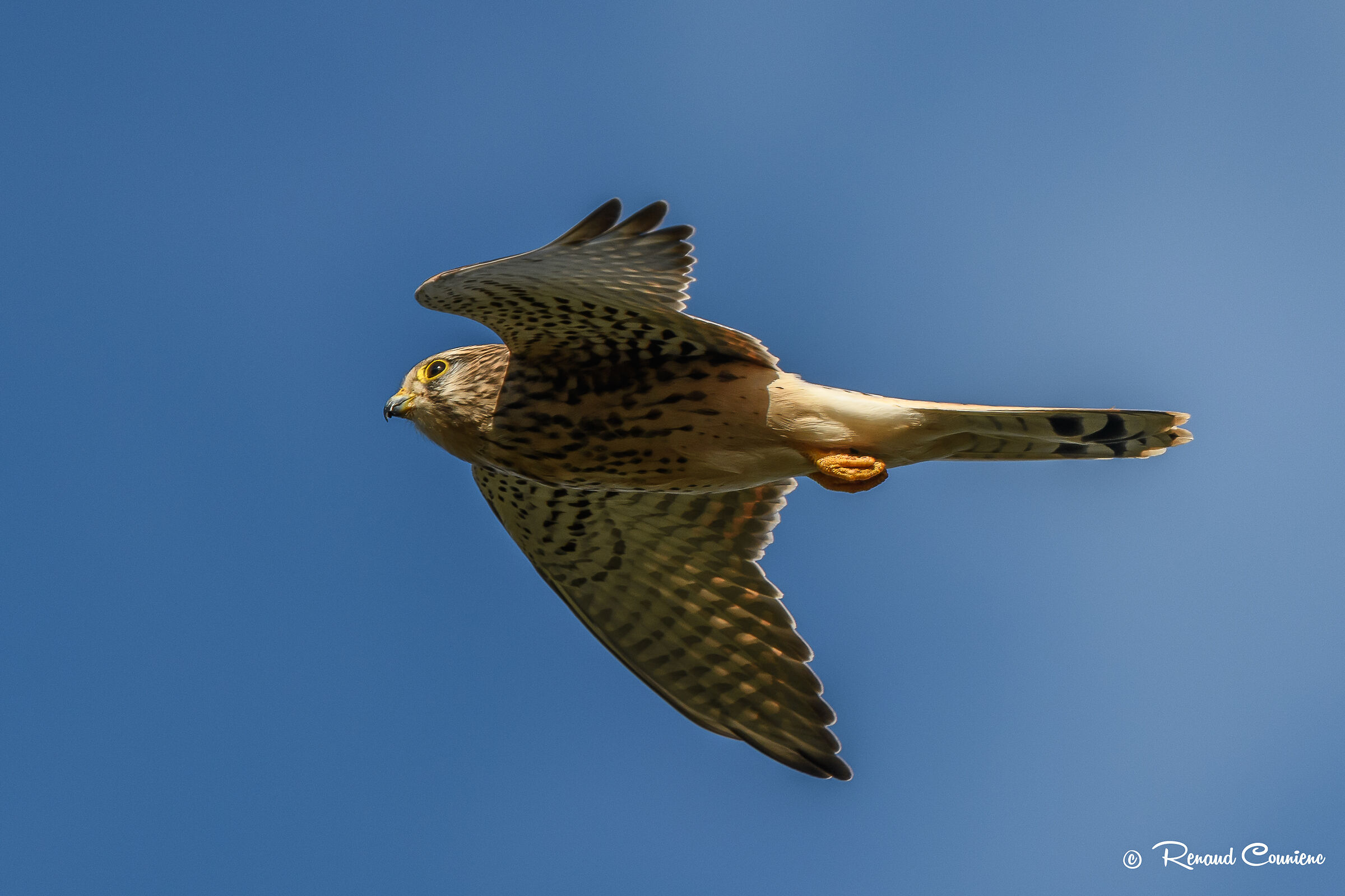 Falco tinnunculus - bye bye