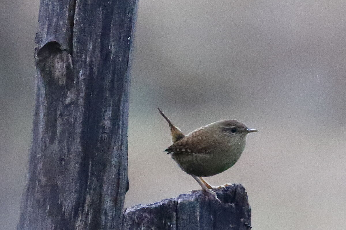Scricciolo comune (Troglodytes Troglodites)