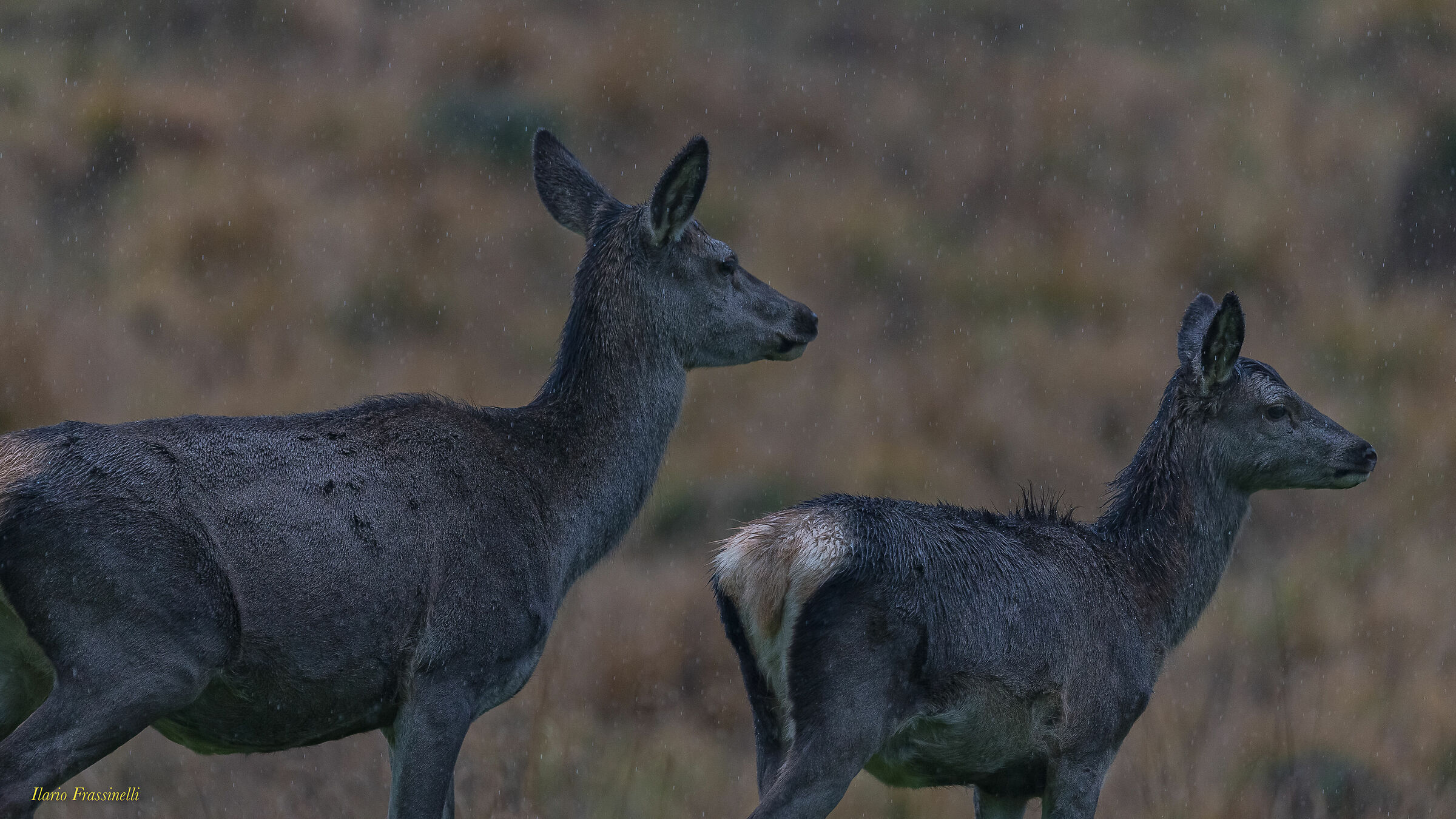 Cervi sotto la pioggia battente