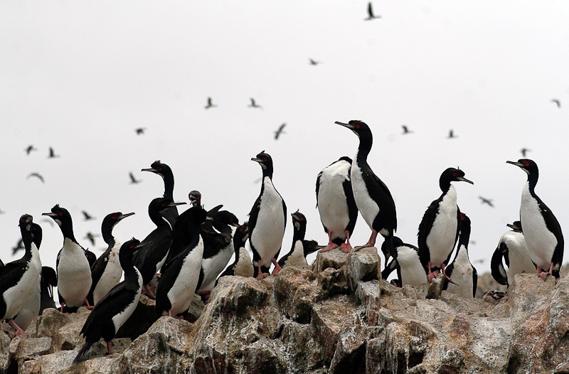 Group guanay (Leucocarbo bougainvillii)