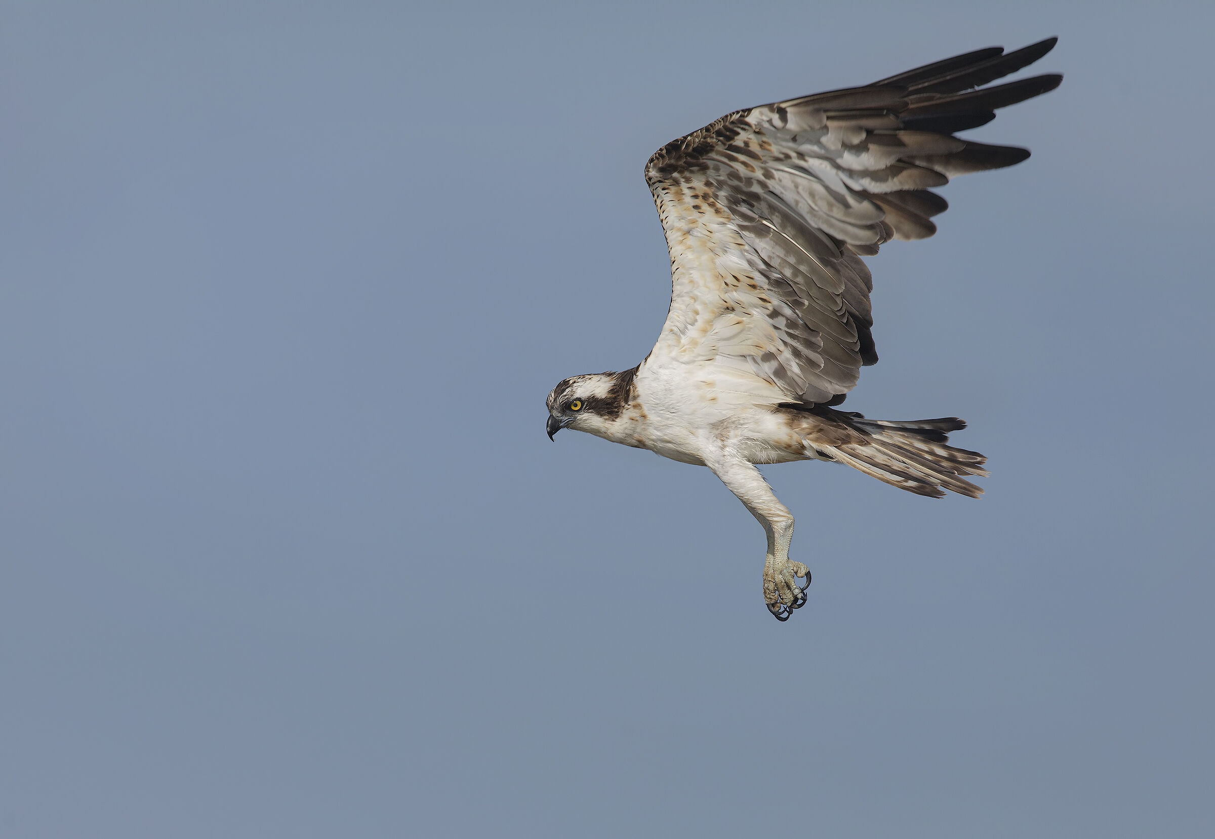 falco pescatore....cercando la preda
